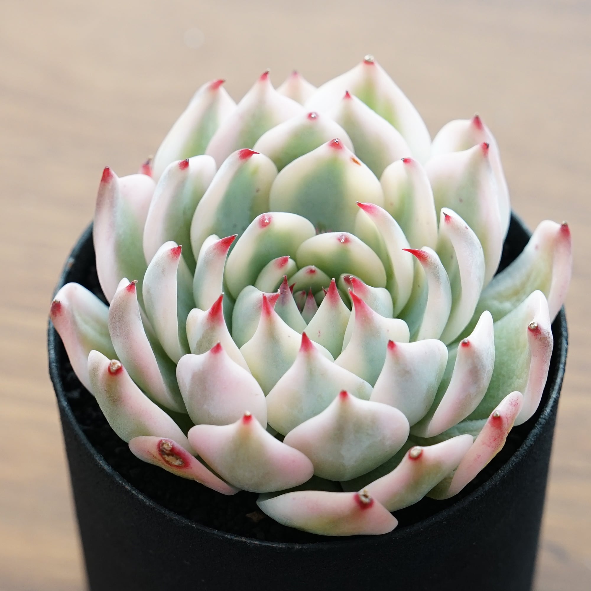 ☆多肉植物☆ チワワエンシス錦(最強斑のノリ斑) ☆エケベリア ☆多肉植物☆ チワワエンシス錦(最強斑のノリ斑) ☆エケベリア