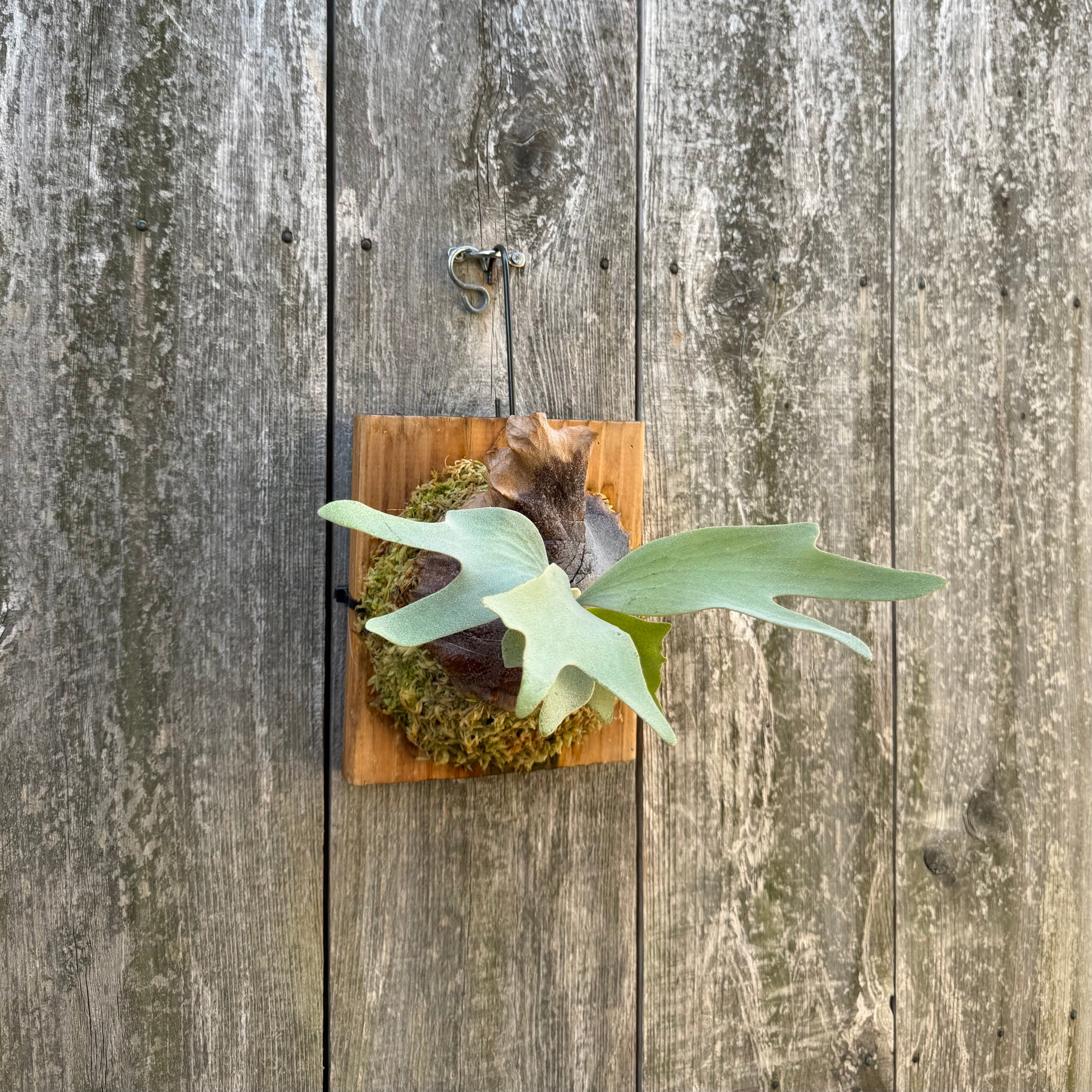 P.Ginka,P.willinckii “Yellow moon” 12th oasis sporeling | naturefix