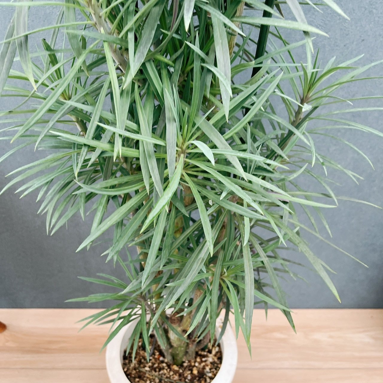 ［現品］91番　セネシオ　クレイニア　モンキーツリー 7号　レア　多肉植物 現品］☆初入荷☆ 91番 セネシオ クレイニア モンキーツリー 7号 観葉