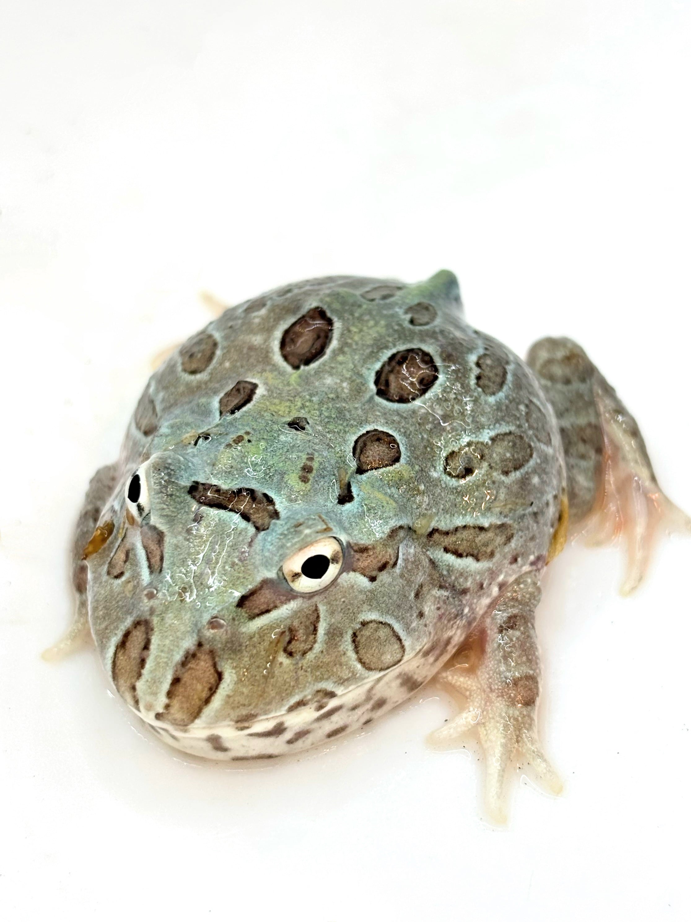 ミヤコヒキガエル イエロー 南大東島産 | PAY ID
