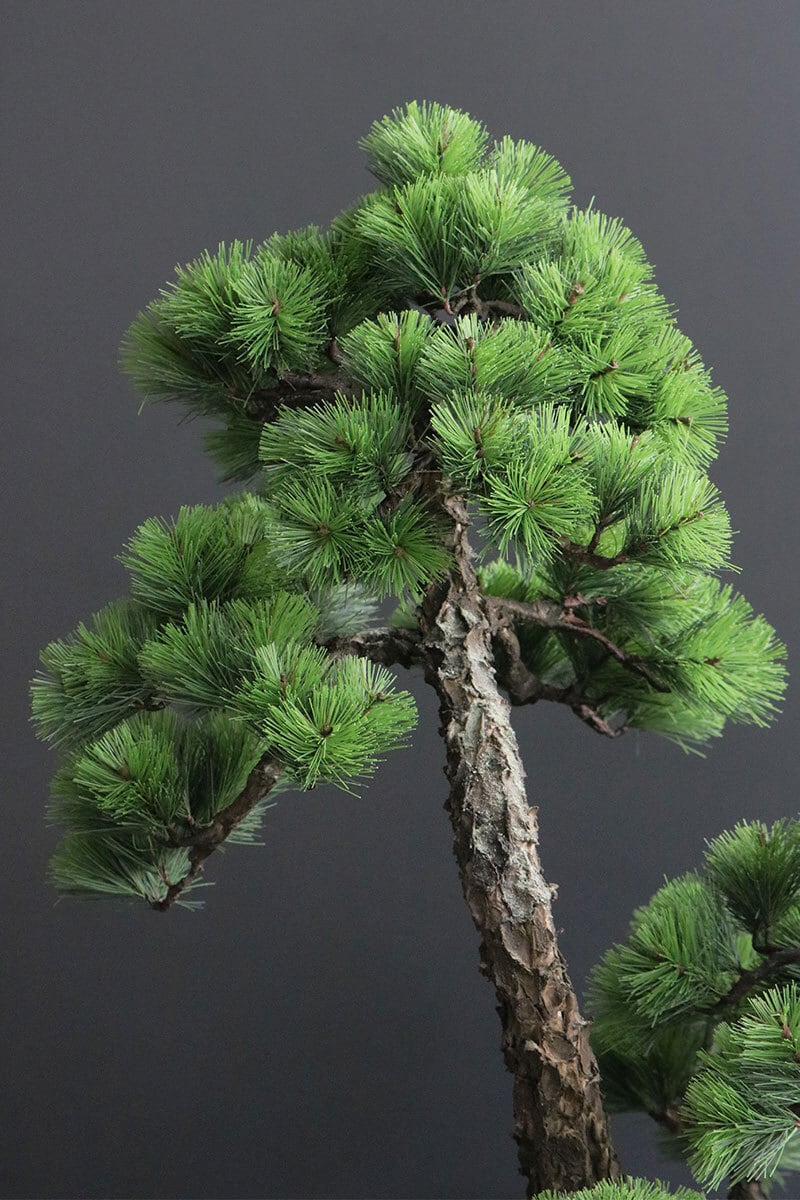 盆栽 松 Pinetree Bonsai #156 | Oh! BONSAI