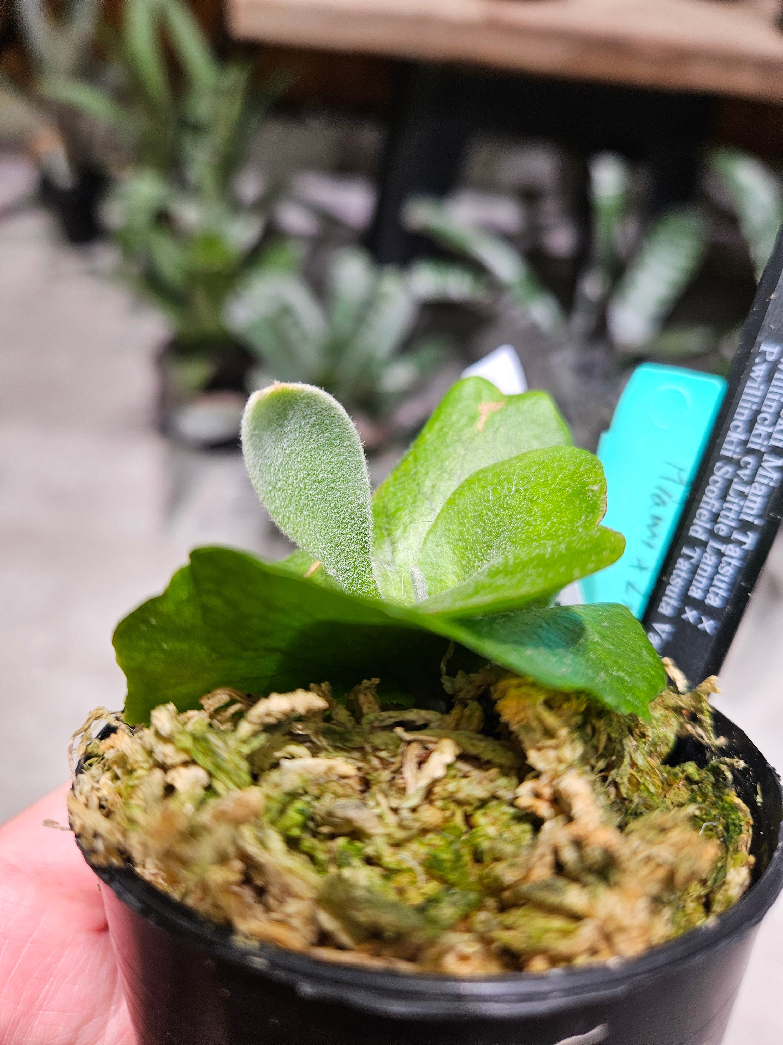 P.willinckii Miami Tatsuta × P.willinckii cv. Little Lanna × P