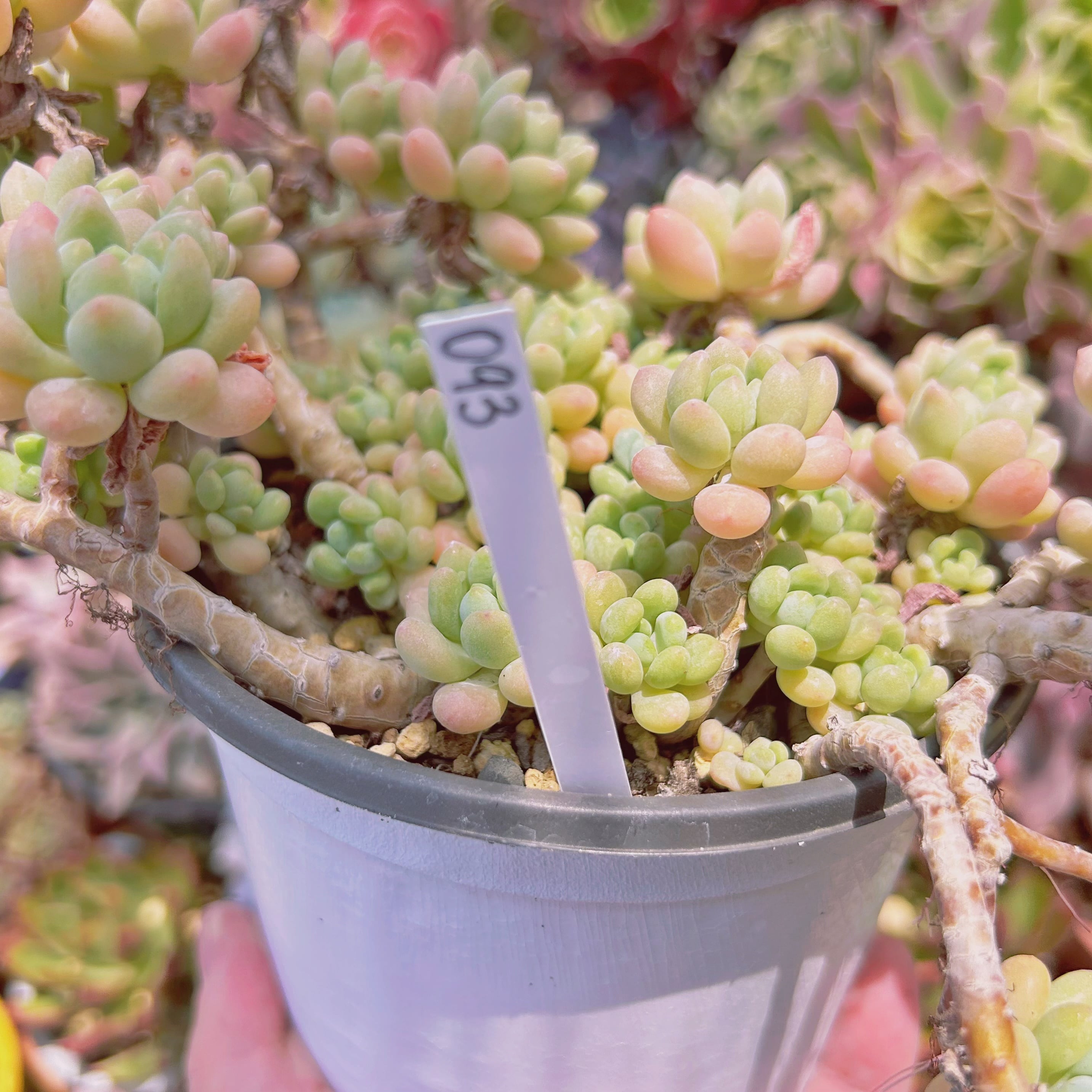 093現物 多肉植物 古株 ロココ 特大 | るる農園~多肉植物専門