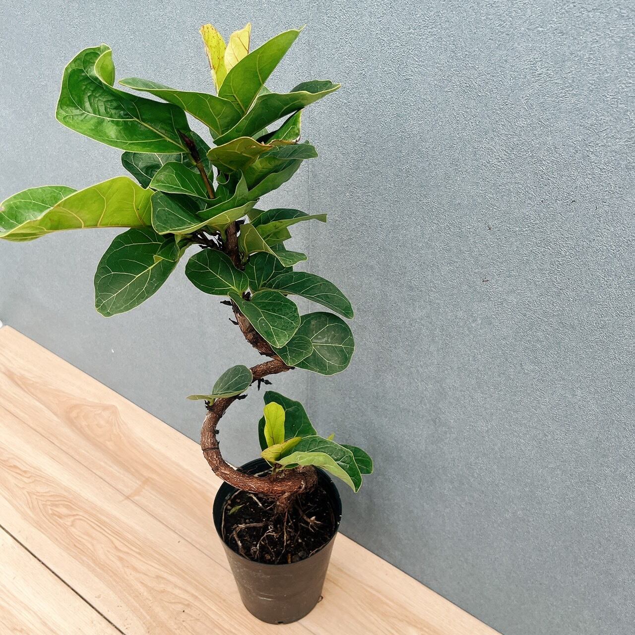 現品］R フィカス リラータ バンビーノ 曲がり 6号 観葉植物 室内