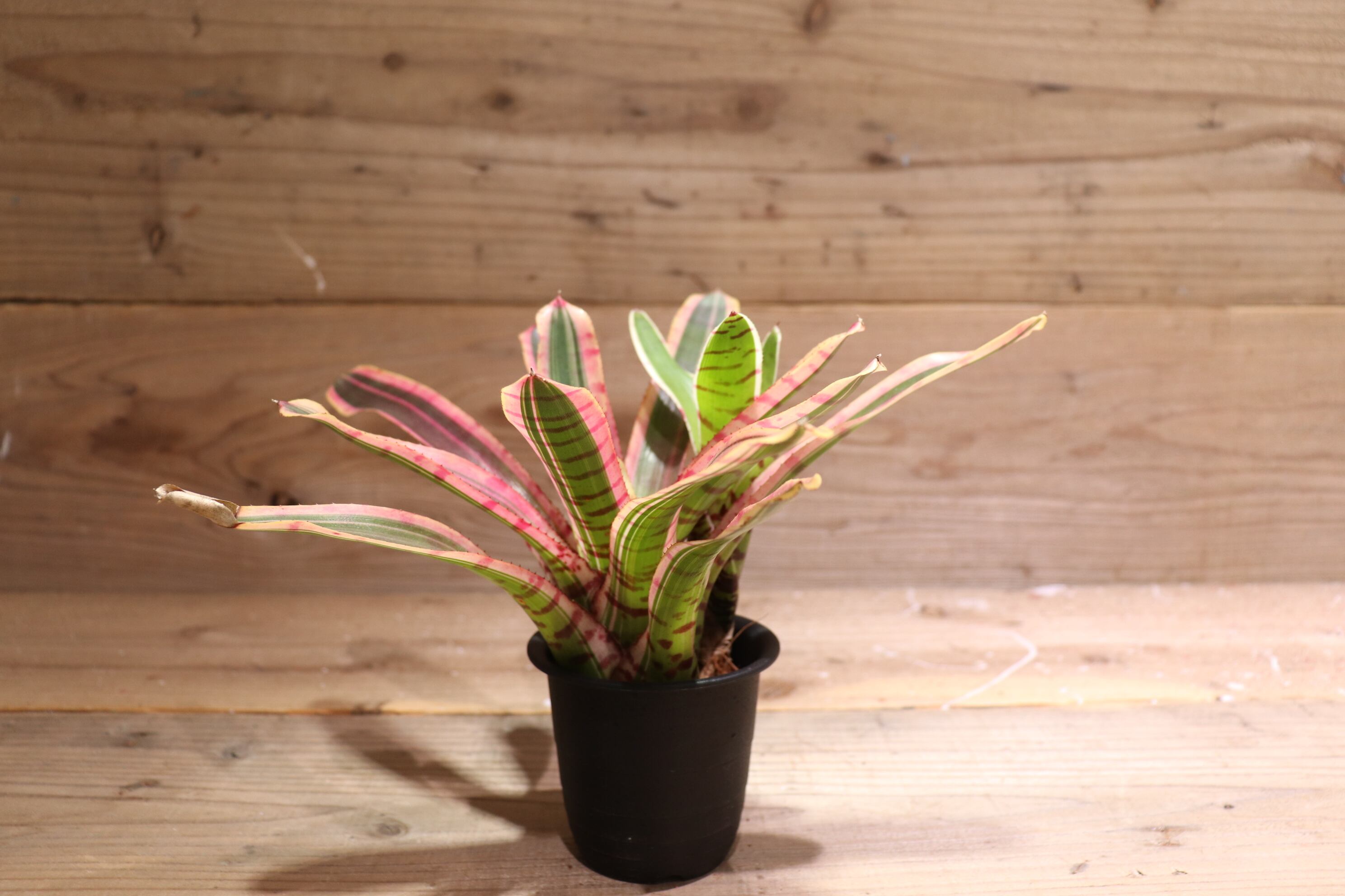 送料無料】Neoregelia 'Red Bull' (子株付き)〔ネオレゲリア〕現品発送