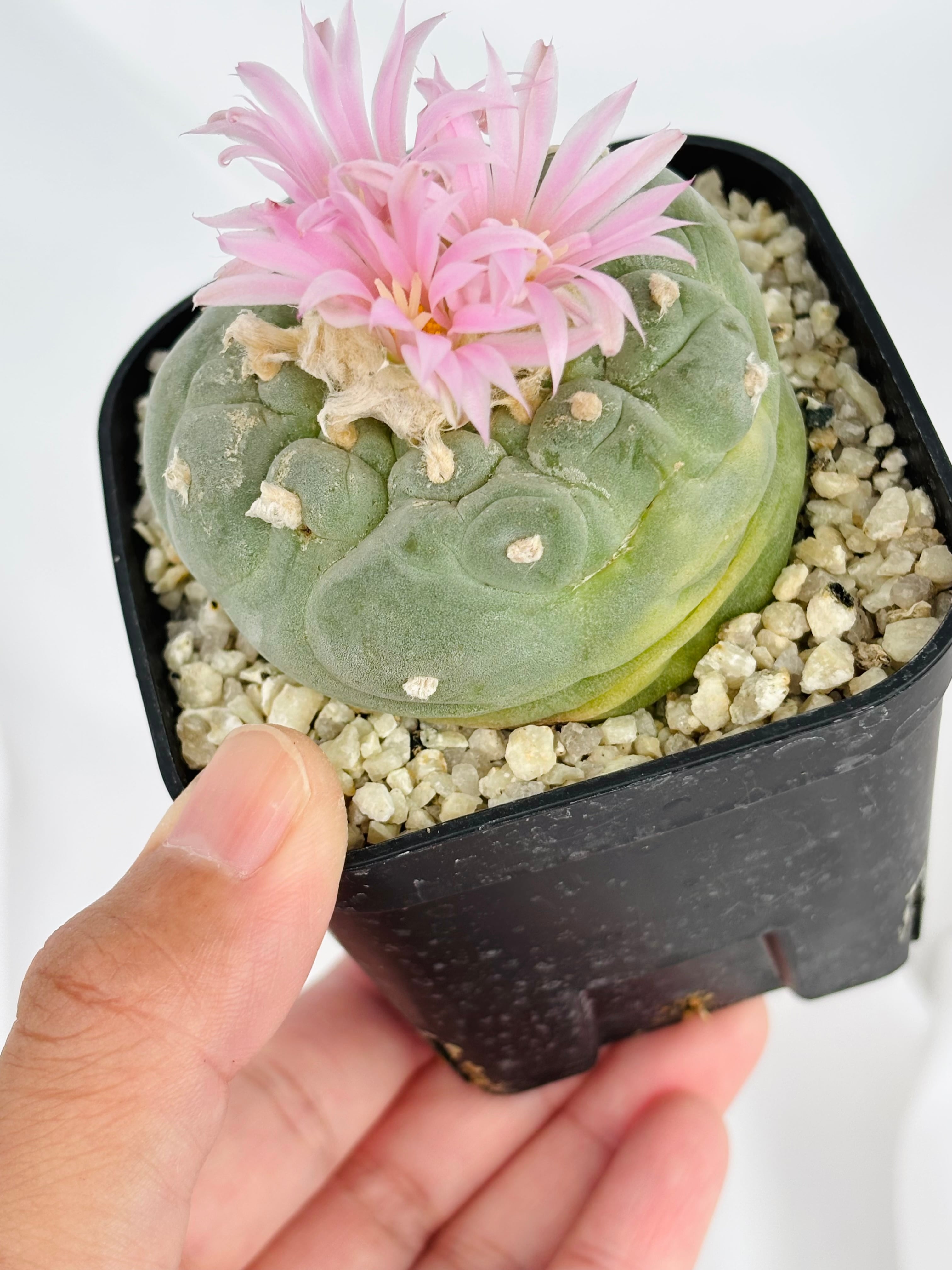 Lophophora williamsii var. decipiens ロフォフォラ 大疣銀冠玉