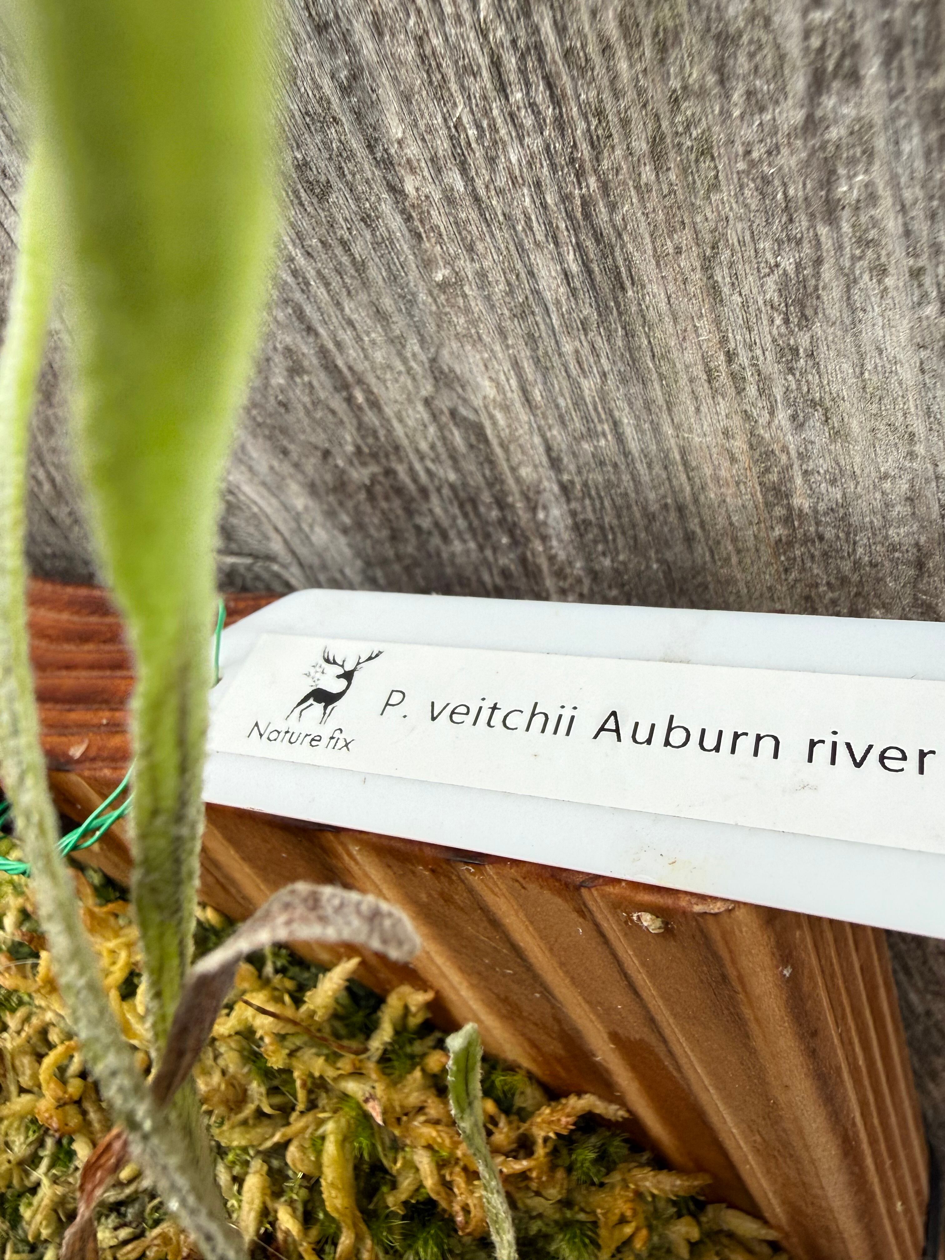 P. veitchii Auburn river spore | naturefix