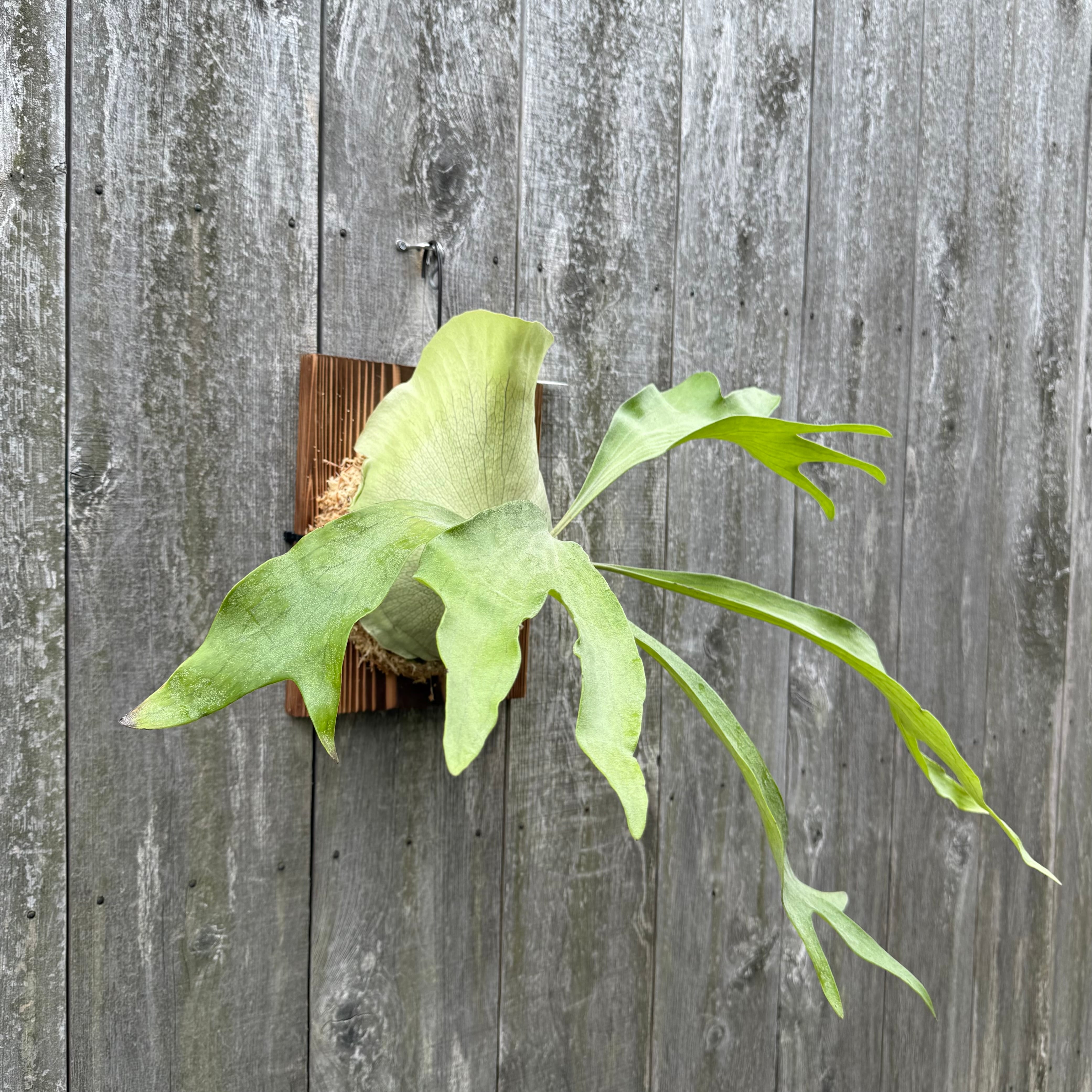 P. hillii cv. Night Star (pup) | naturefix