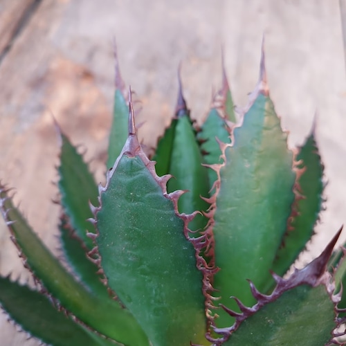 アガベ ホリダ agave horrida 1 【大株・美株】