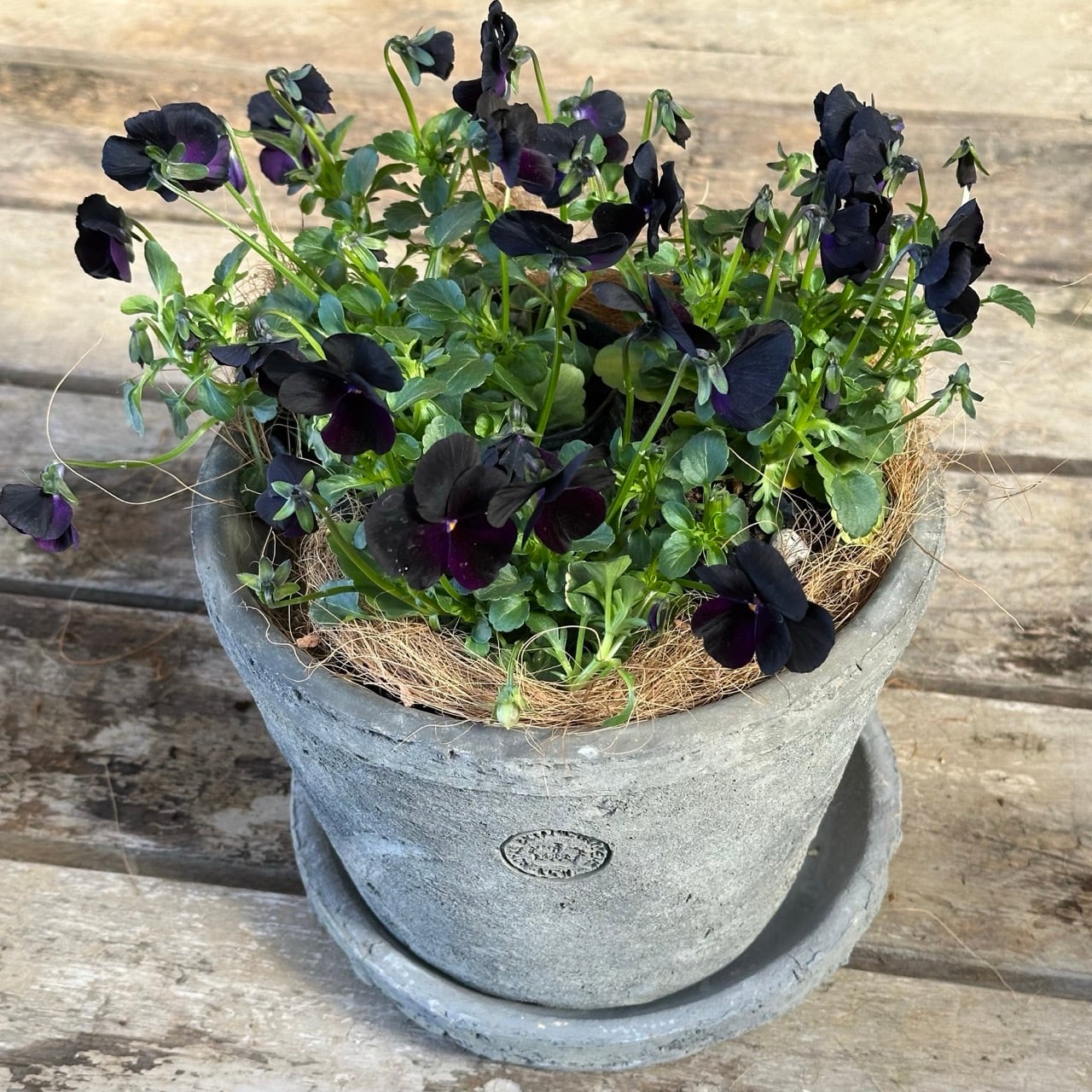 セット⑤, ⑥｜キューガーデンのずっしり鉢にビオラ《 ブラック