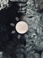 怪獣（浅型）sizeXS