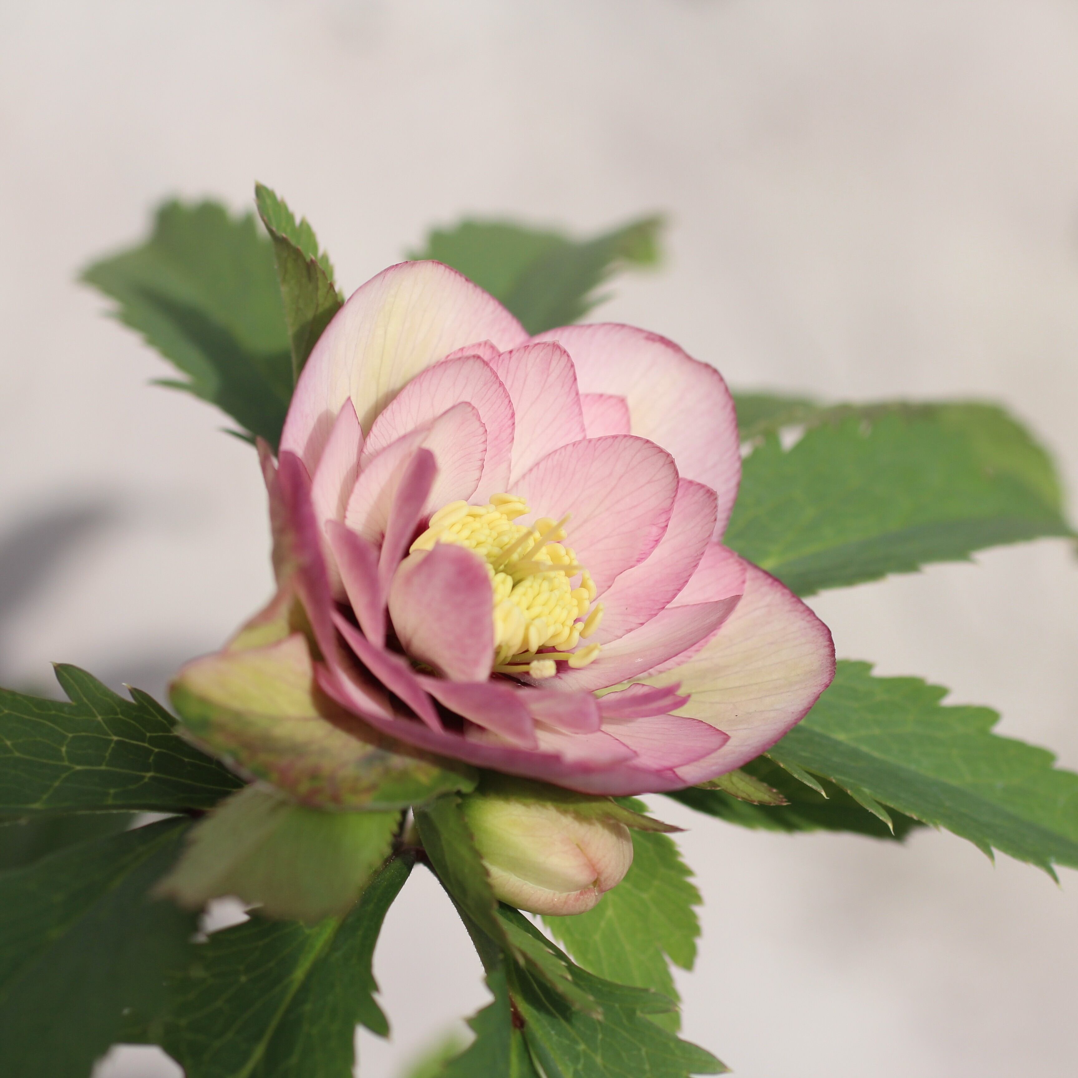 クリスマスローズ　ウィンターシンフォニー　大苗 WS26-003 クリスマスローズ ウィンターシンフォニー 桃色の静ダブル