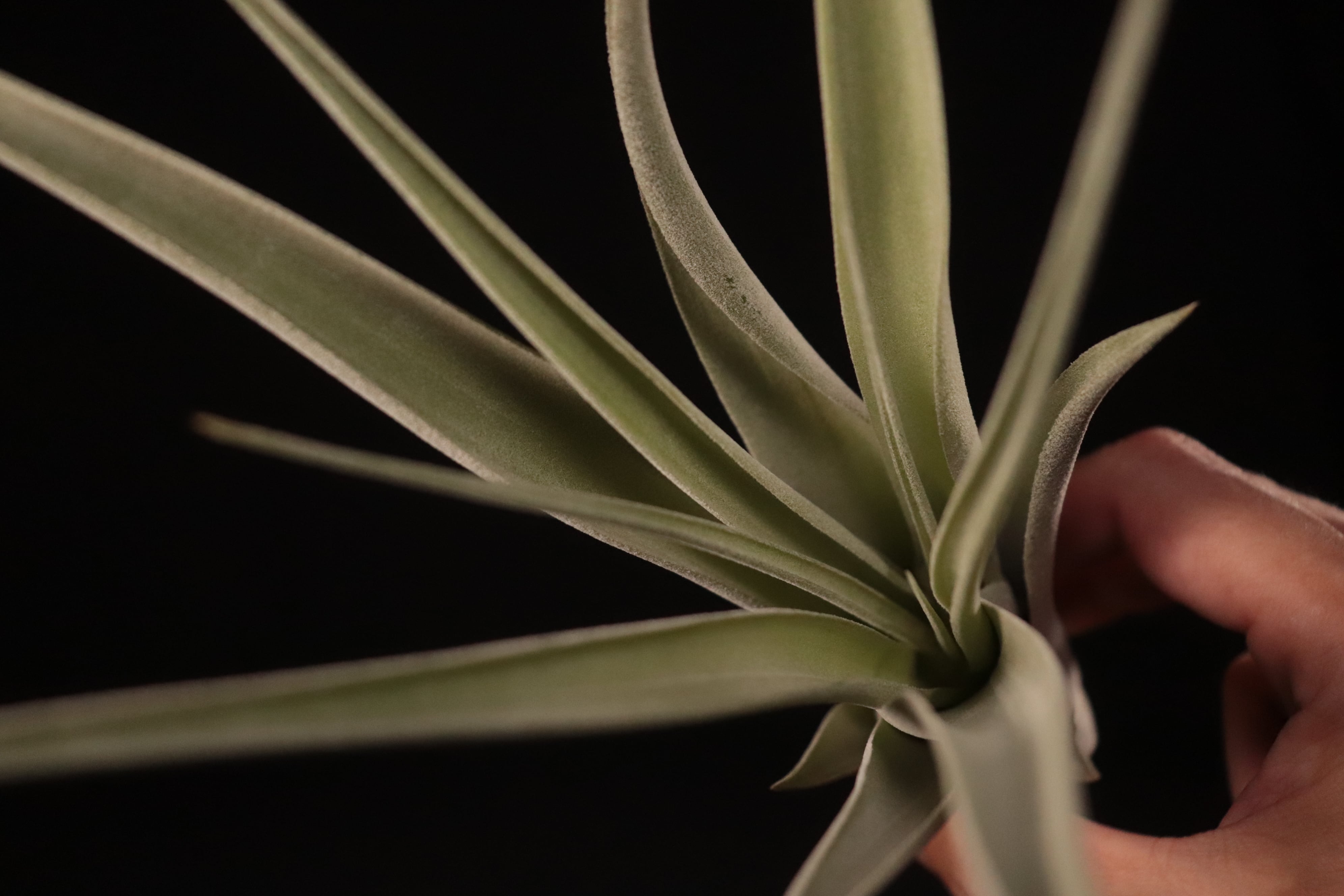 Tillandsia Bea Correale 速達発送 reserved】'Bea Correale'〔エアプランツ〕現品発送T3765