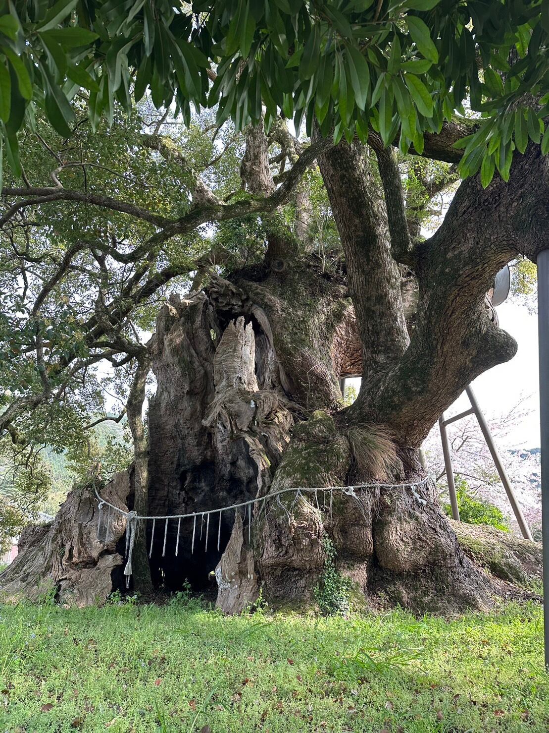 メルメルさま専用○コバルトブレンディングシザー○はさみ○7インチ 新