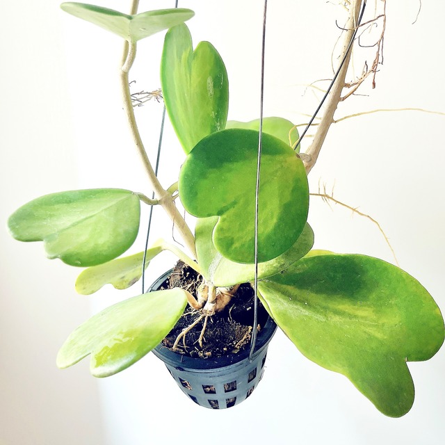 希少品種ホヤコレクション：Hoya kerrii Inner Variegata（ホヤ・ケリー インナーバリエガータ）｜太陽園芸 × calm cafe