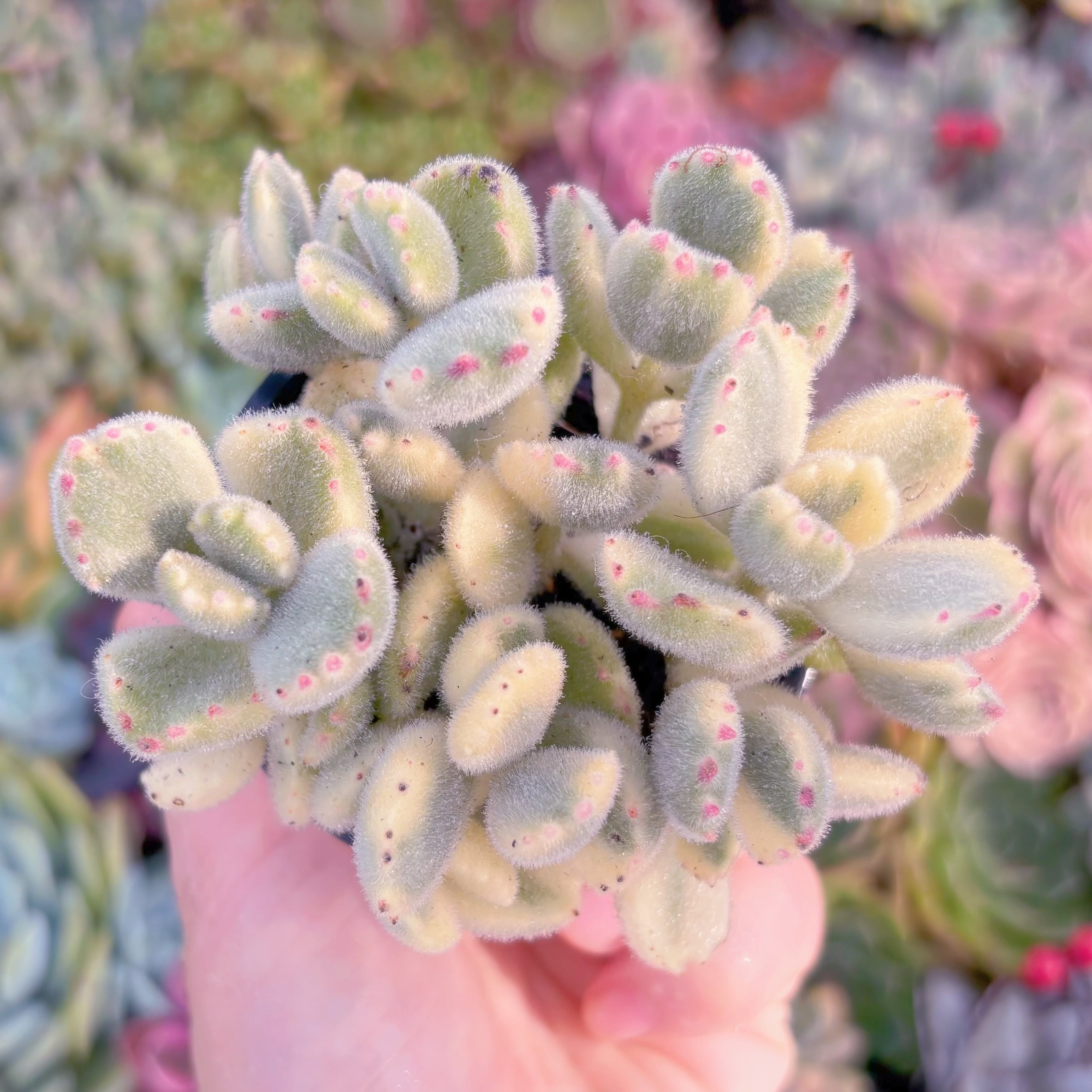 現品　白熊#F067　るる農園