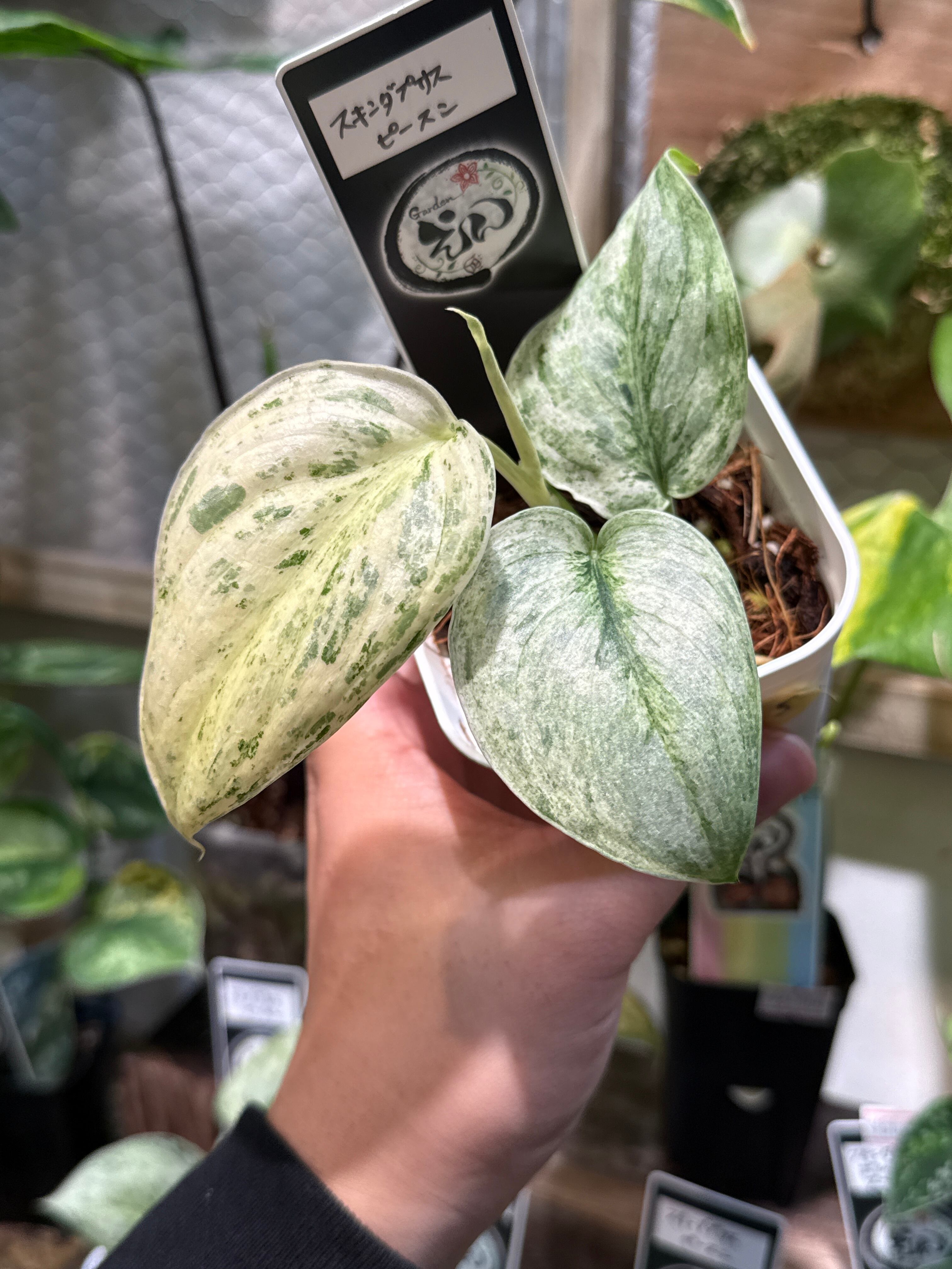 ⑤ スキンダプサス ピースン | Gardenえん 【観葉熱帯植物】