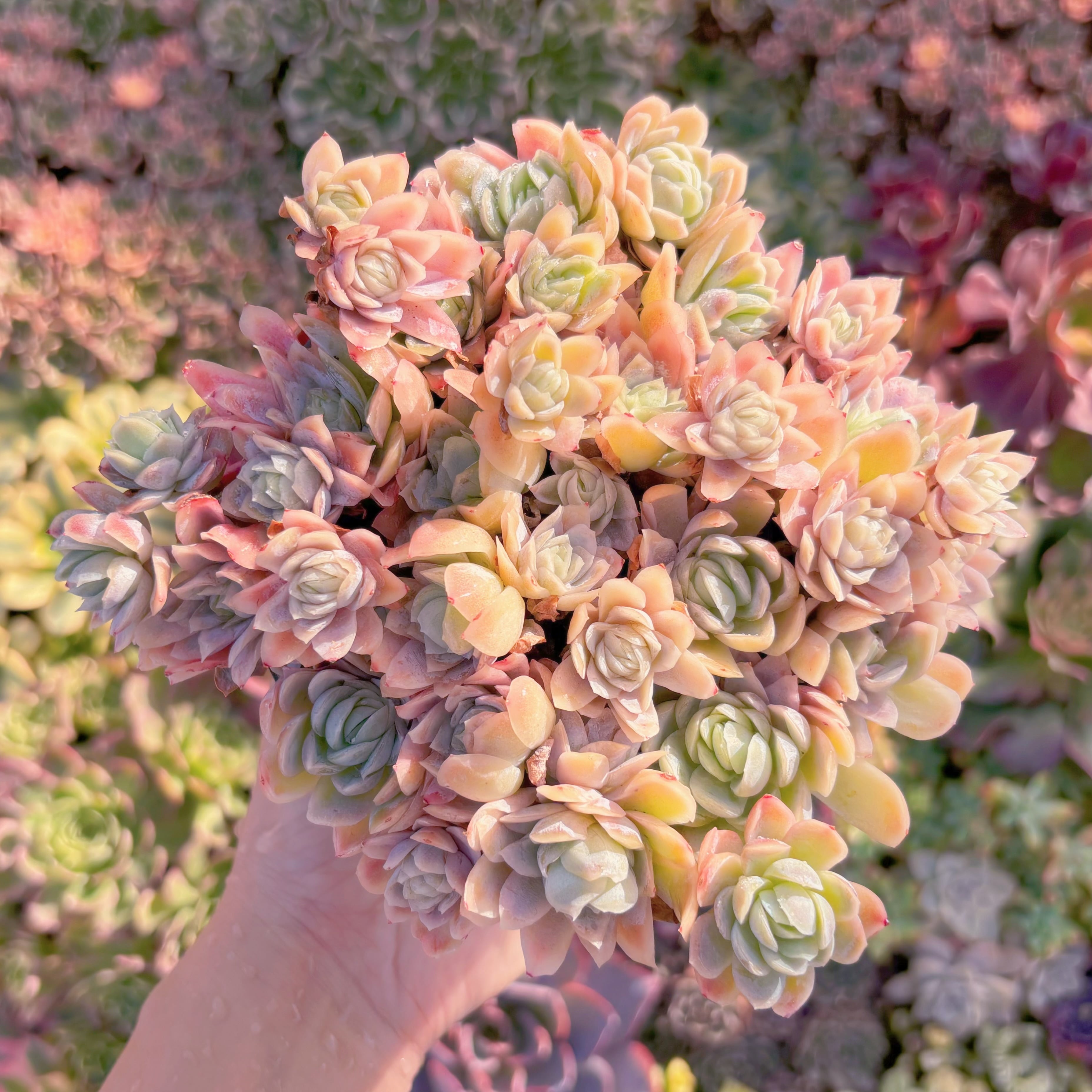 現品　クィーンローズ覆輪錦#M099　るる農園