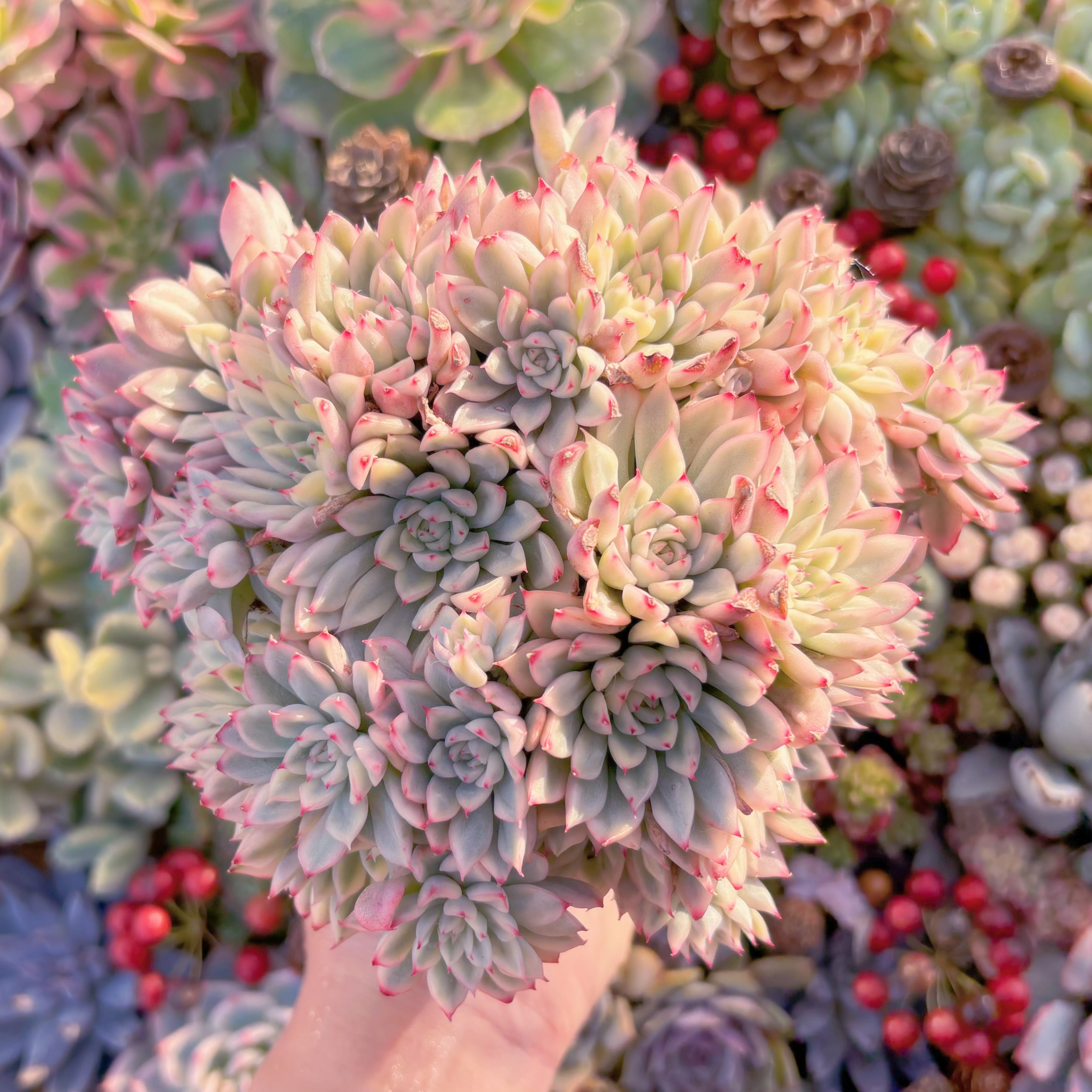 現品　女雛錦#F206　特大群生　るる農園