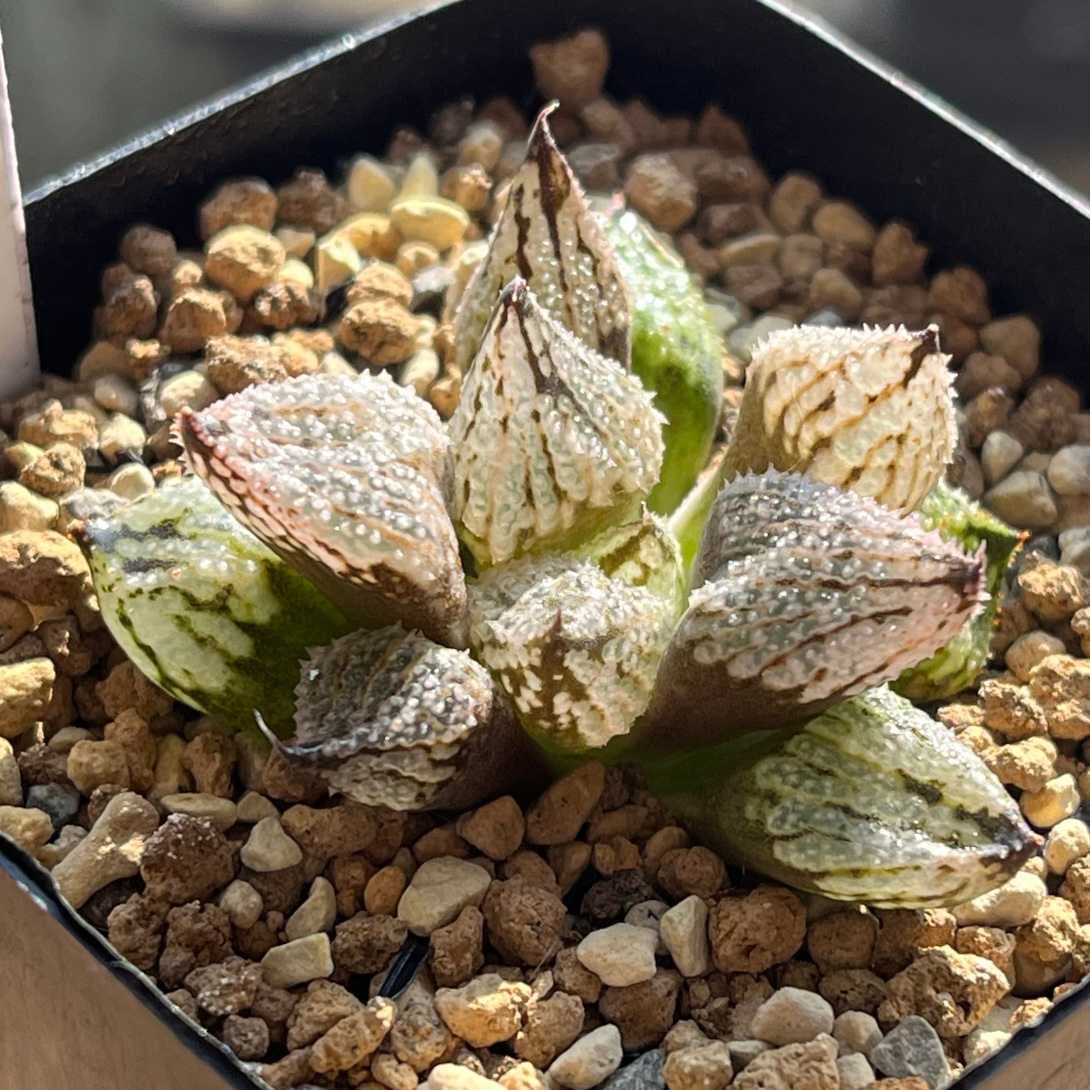 ハオルチア ピグマエアミュータント実生 特異株 | mocono_plants