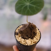 Stephania kaweesakii / ステファニア カウィーサキー⑨ / 観葉植物