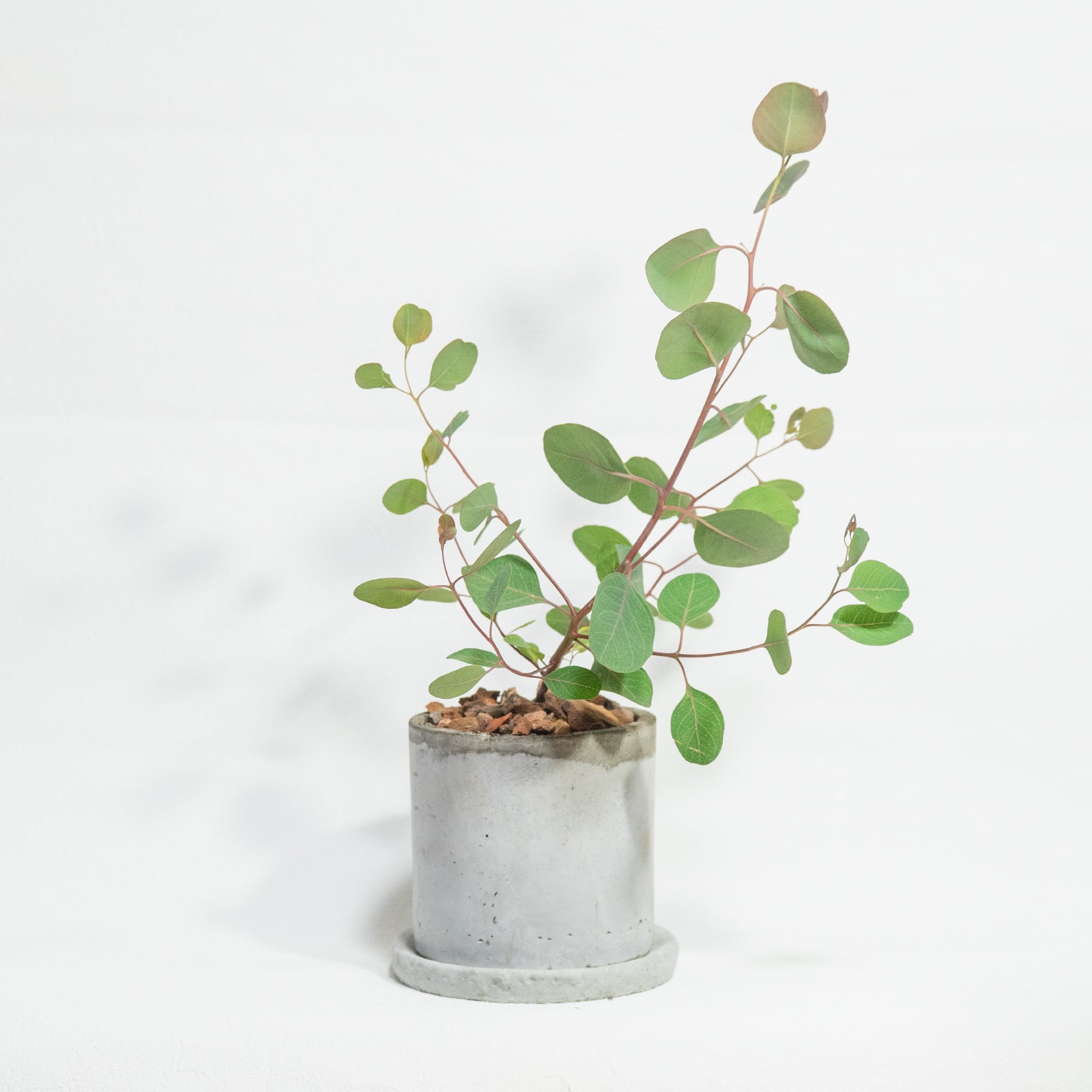 観葉植物 ユーカリ・ポリアンセモス 軽やかな丸葉と無骨なモルタル鉢の好バランス