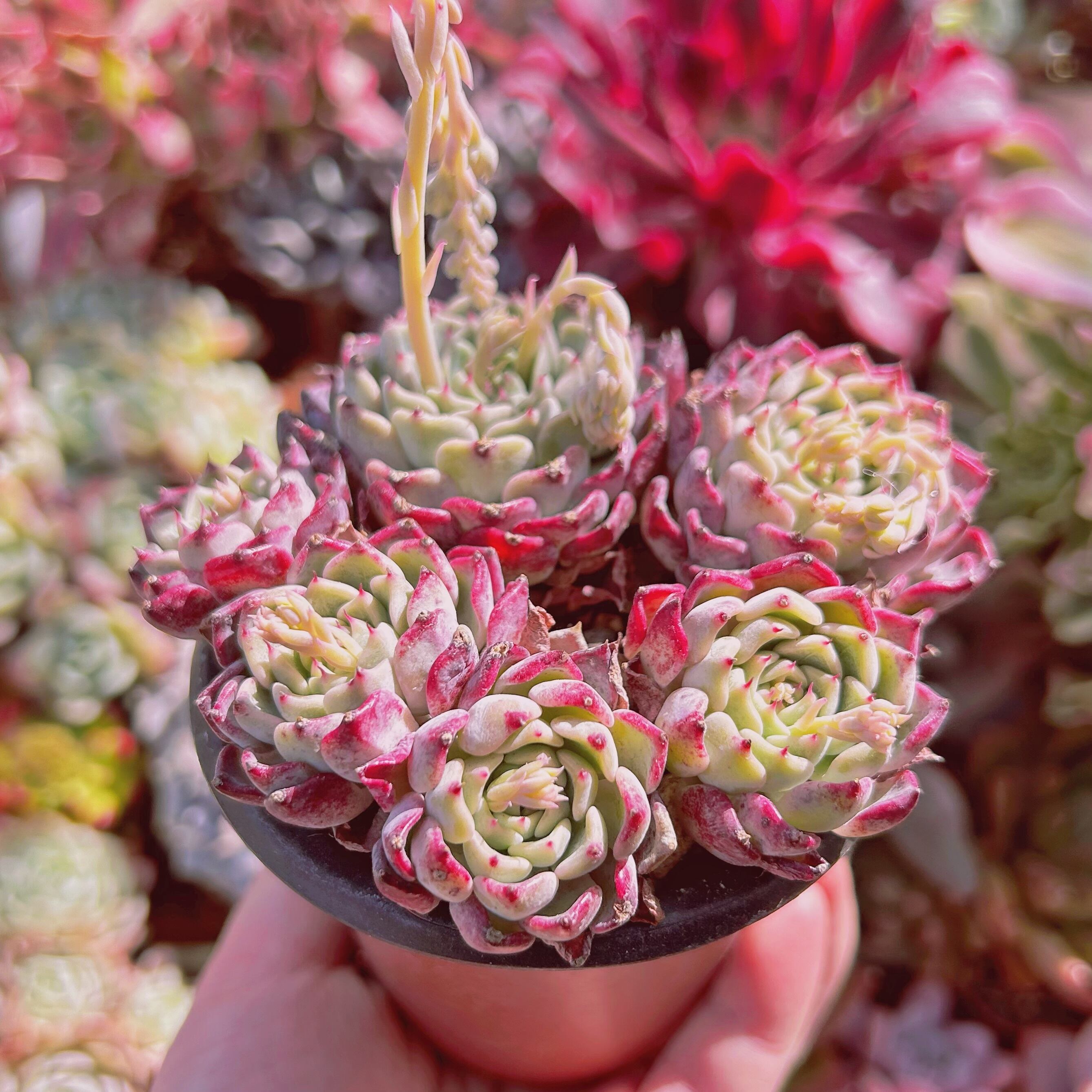 067現物 多肉植物 沙羅姫牡丹 特大 | るる農園~多肉植物専門