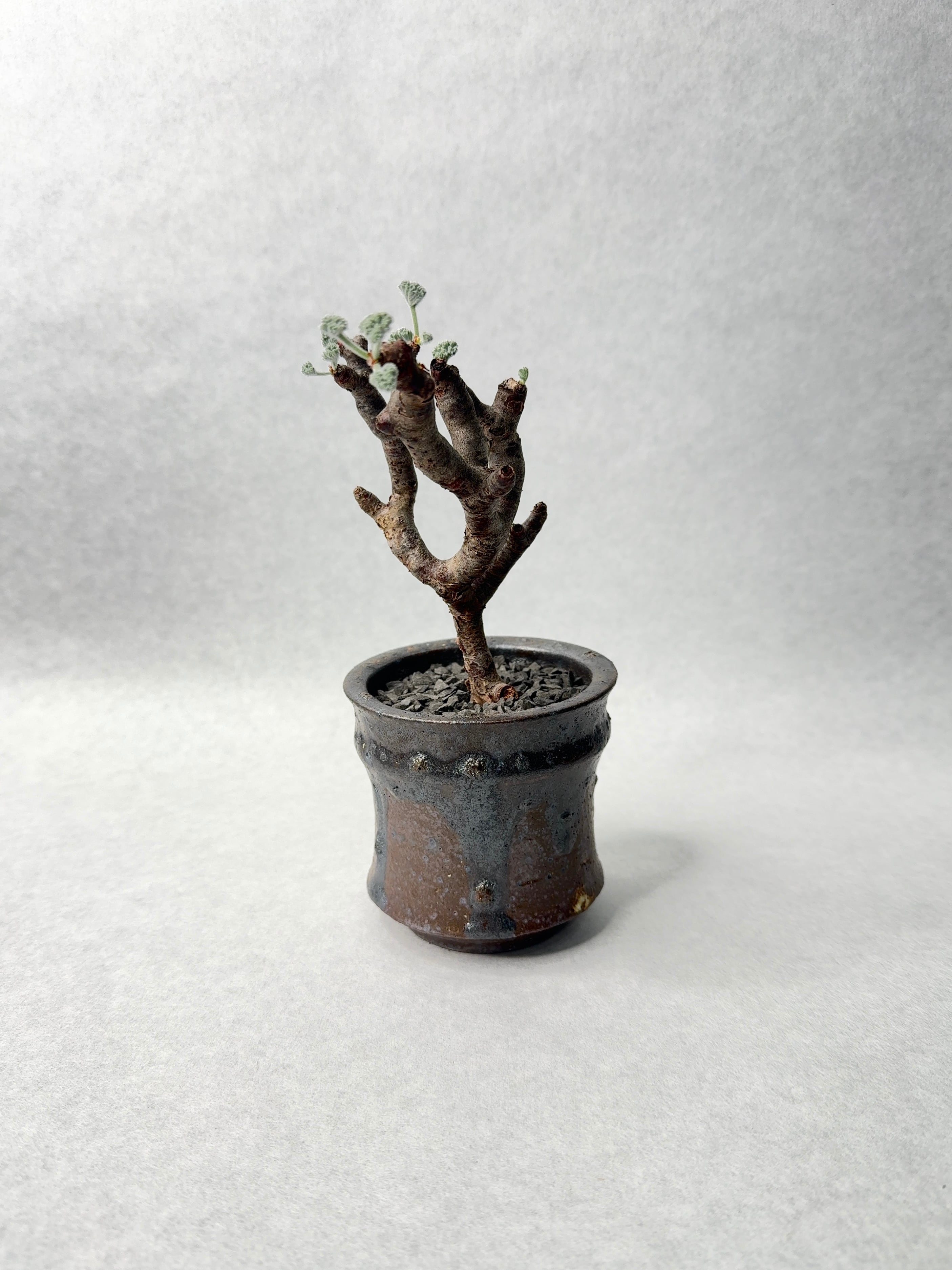 bon25　ペラルゴニウム ミラビレ ペラルゴニウム・ミラビレ | trigger