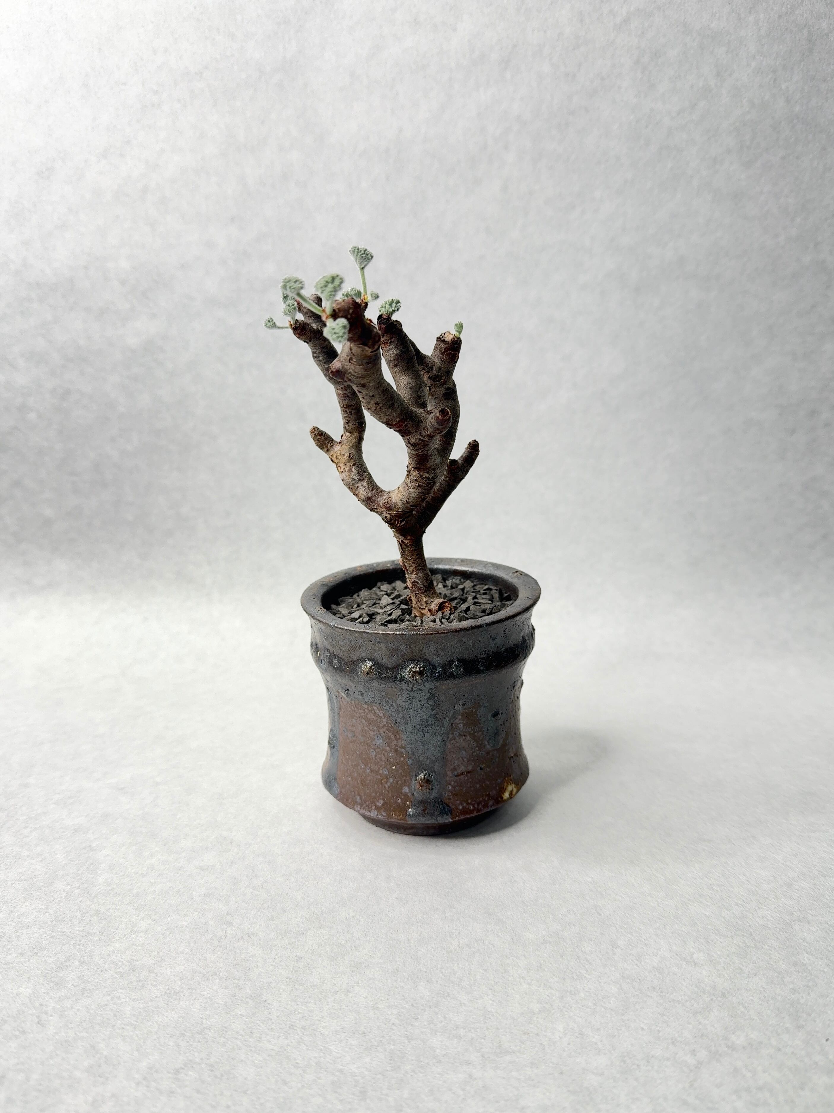 ペラルゴニウム・ミラビレ