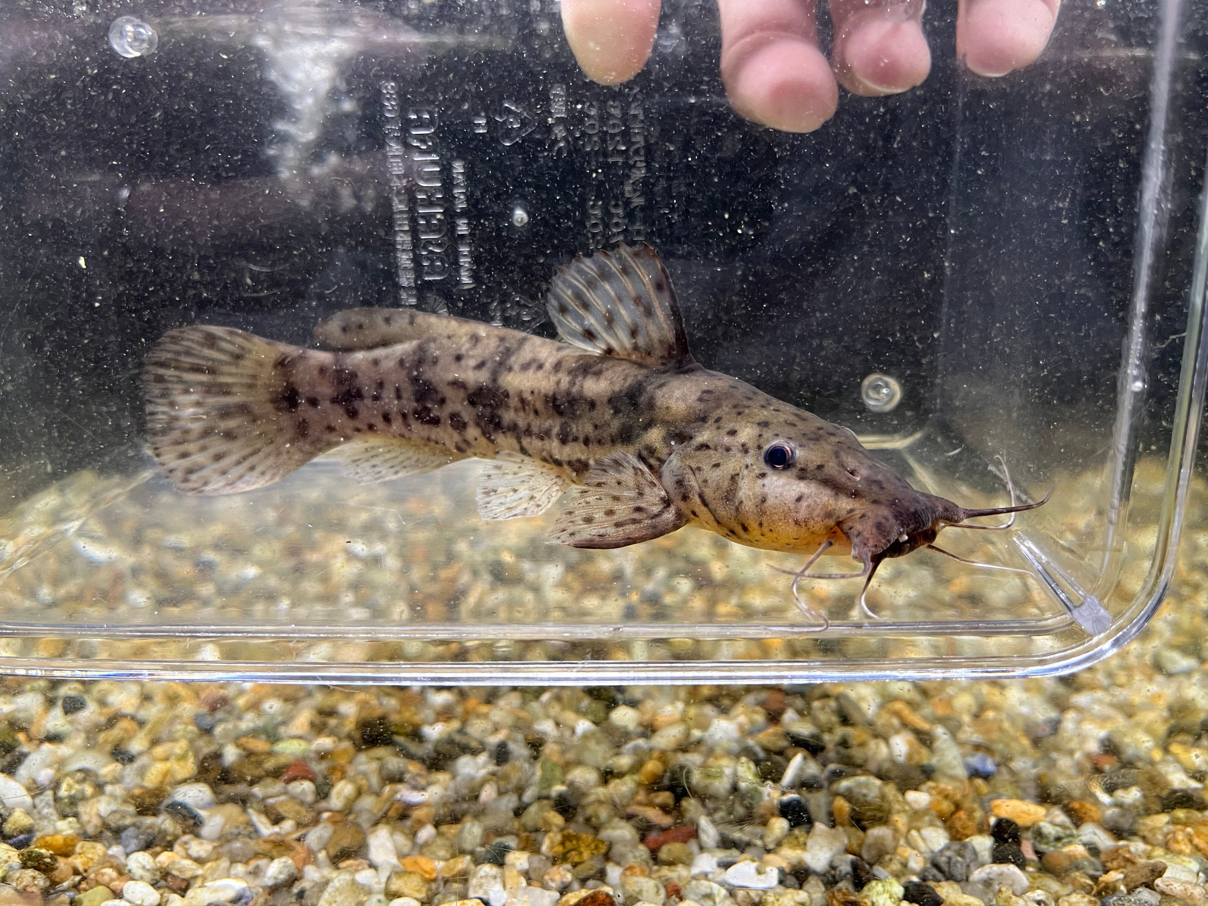 バトラクスキャット　約18cm 熱帯魚)バトラクスキャット(1匹) | チャーム