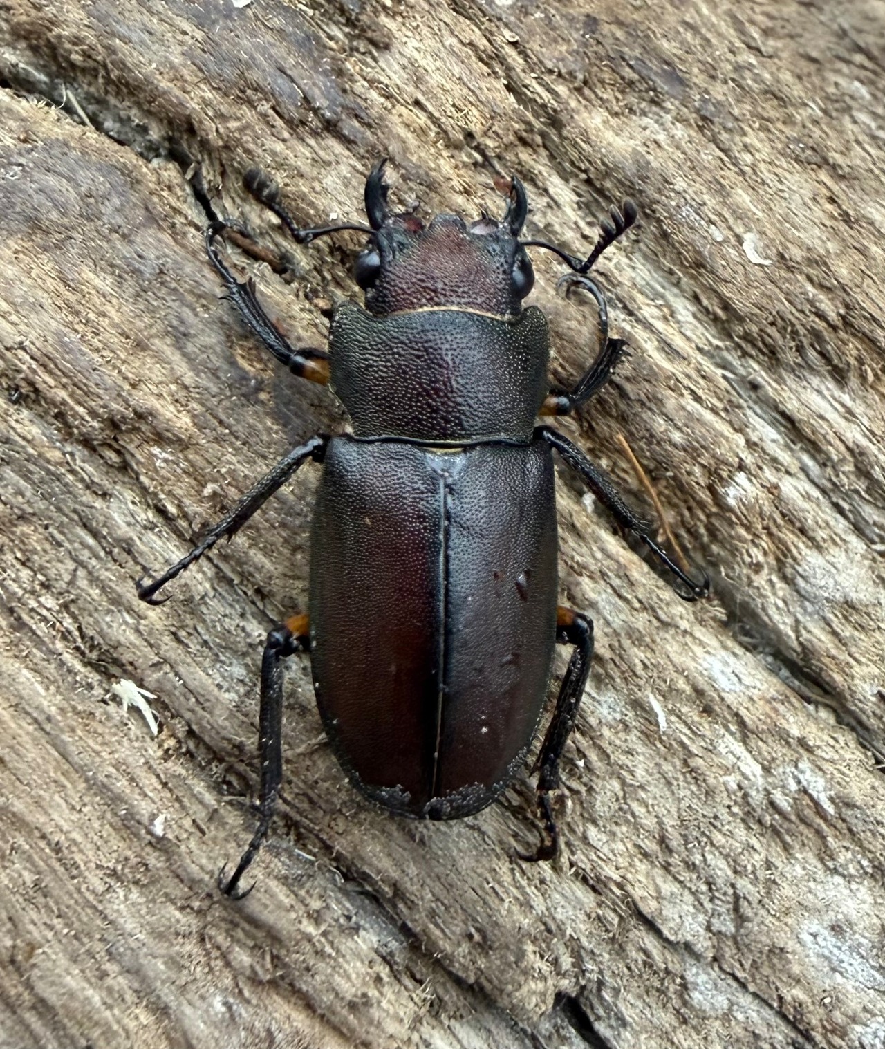 《メタリフェルホソアカ亜種サンギレンシス 69.5mm ペア》