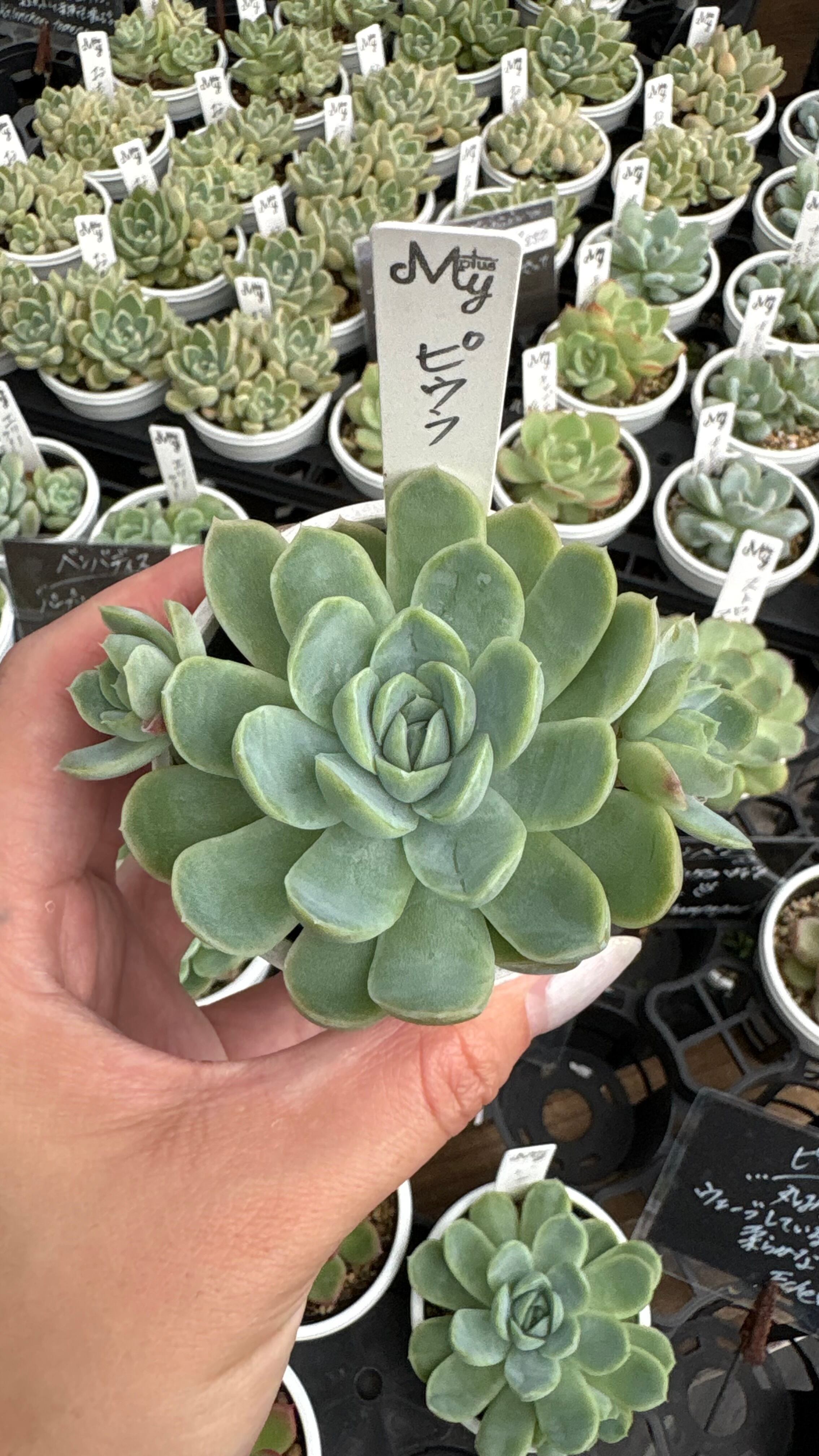 多肉植物 ピンクウィッチ レア錦 アエオニウム 美苗 #p4 | PAY ID