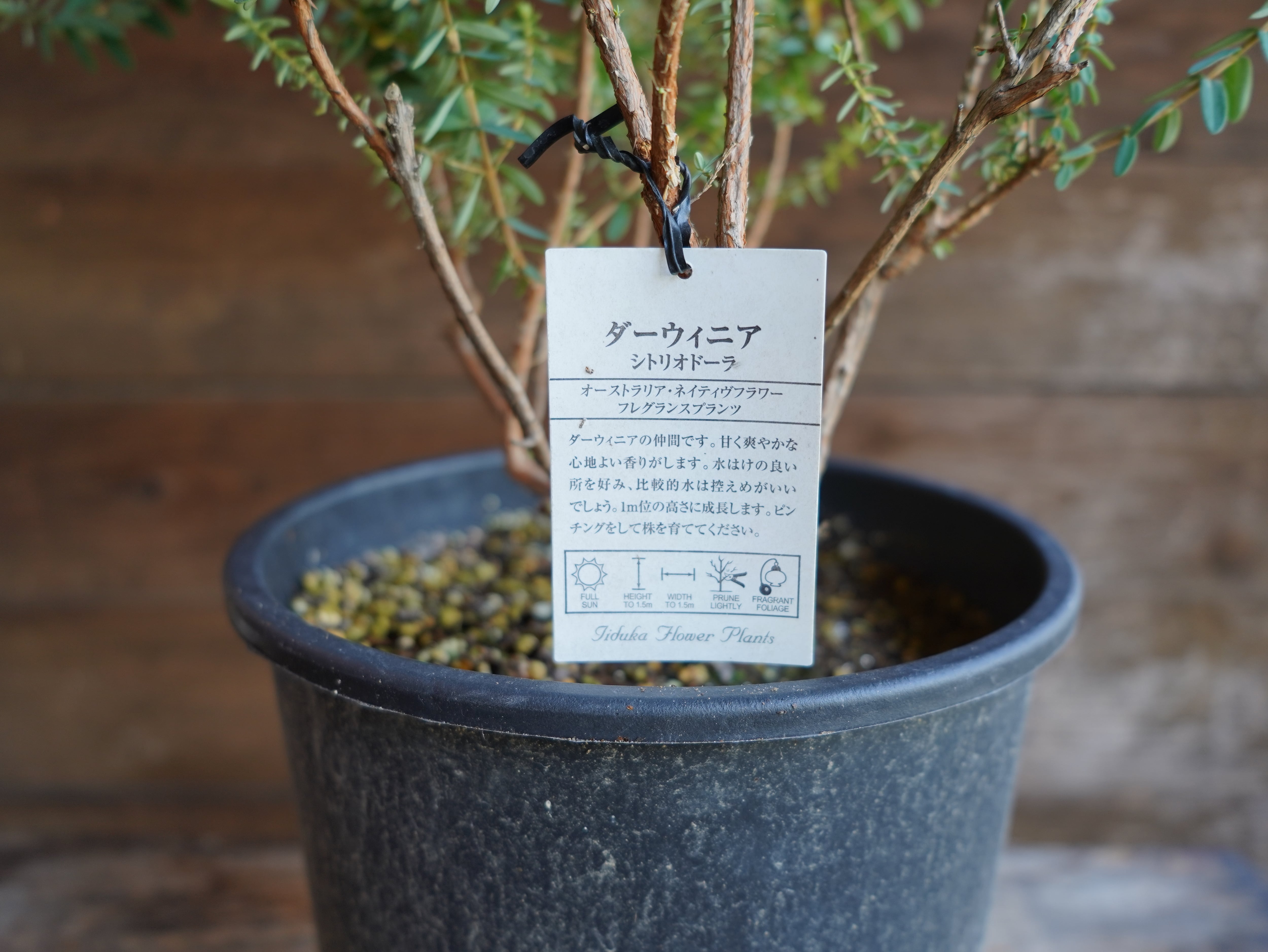 【現物】ダーウィニア　”シトリオドーラ”