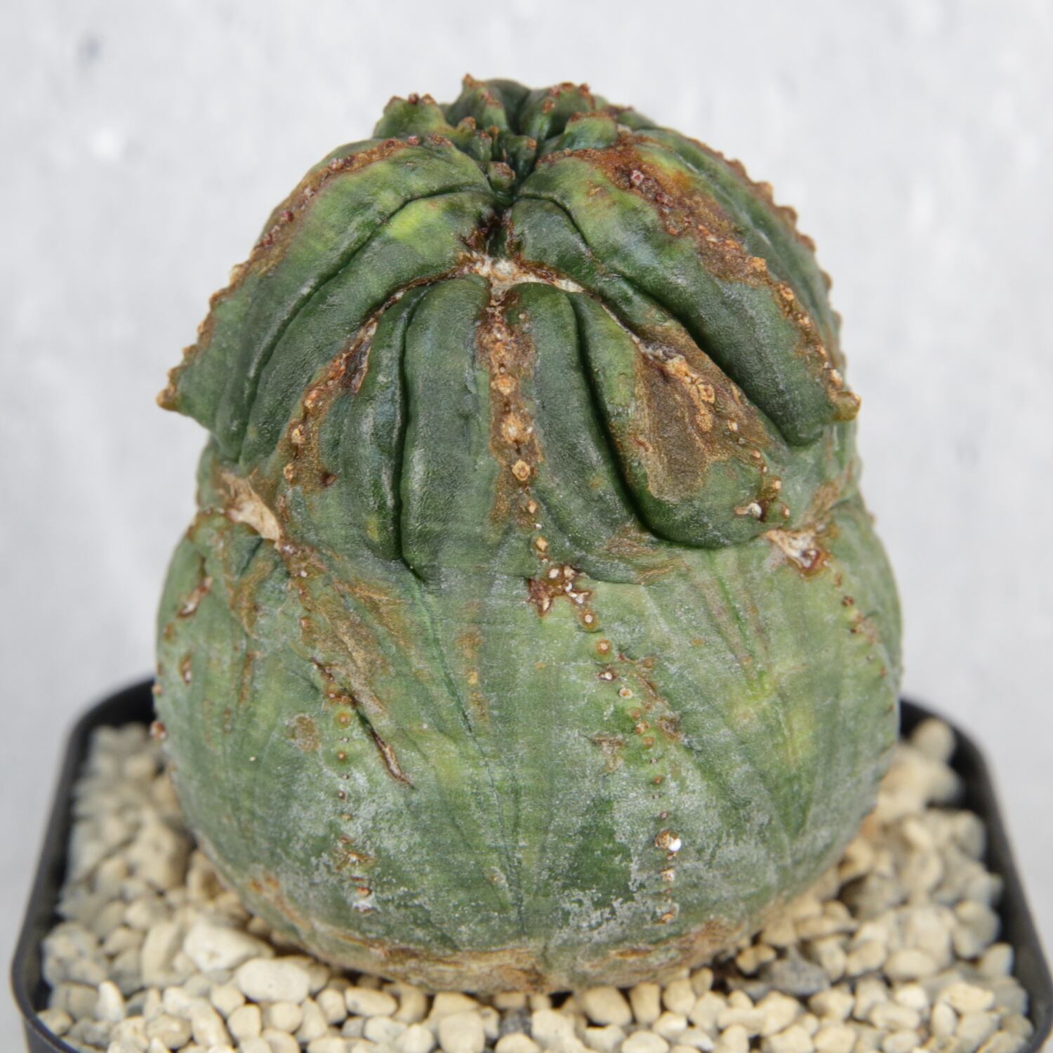 速達第四種郵便 ユーフォルビア オールド オベサ モンスト 2.5号プラ鉢 速達第四種郵便 ユーフォルビア オールド オベサ モンスト 2.5号