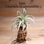 【送料無料】recurvifolia var. subsecundifolia〔エアプランツ〕現品発送T2910