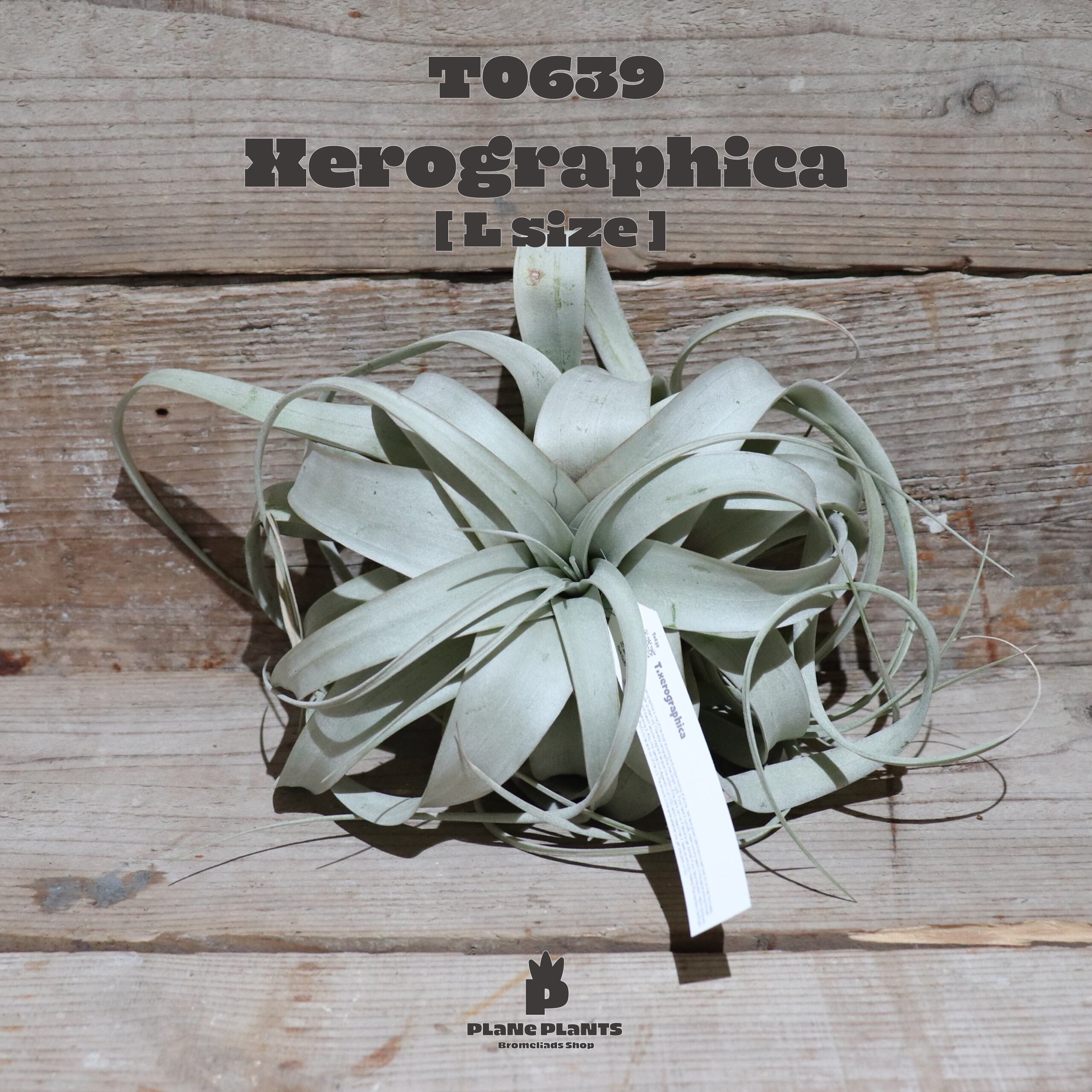 【送料無料】キセログラフィカ L〔エアプランツ〕現品発送T0639