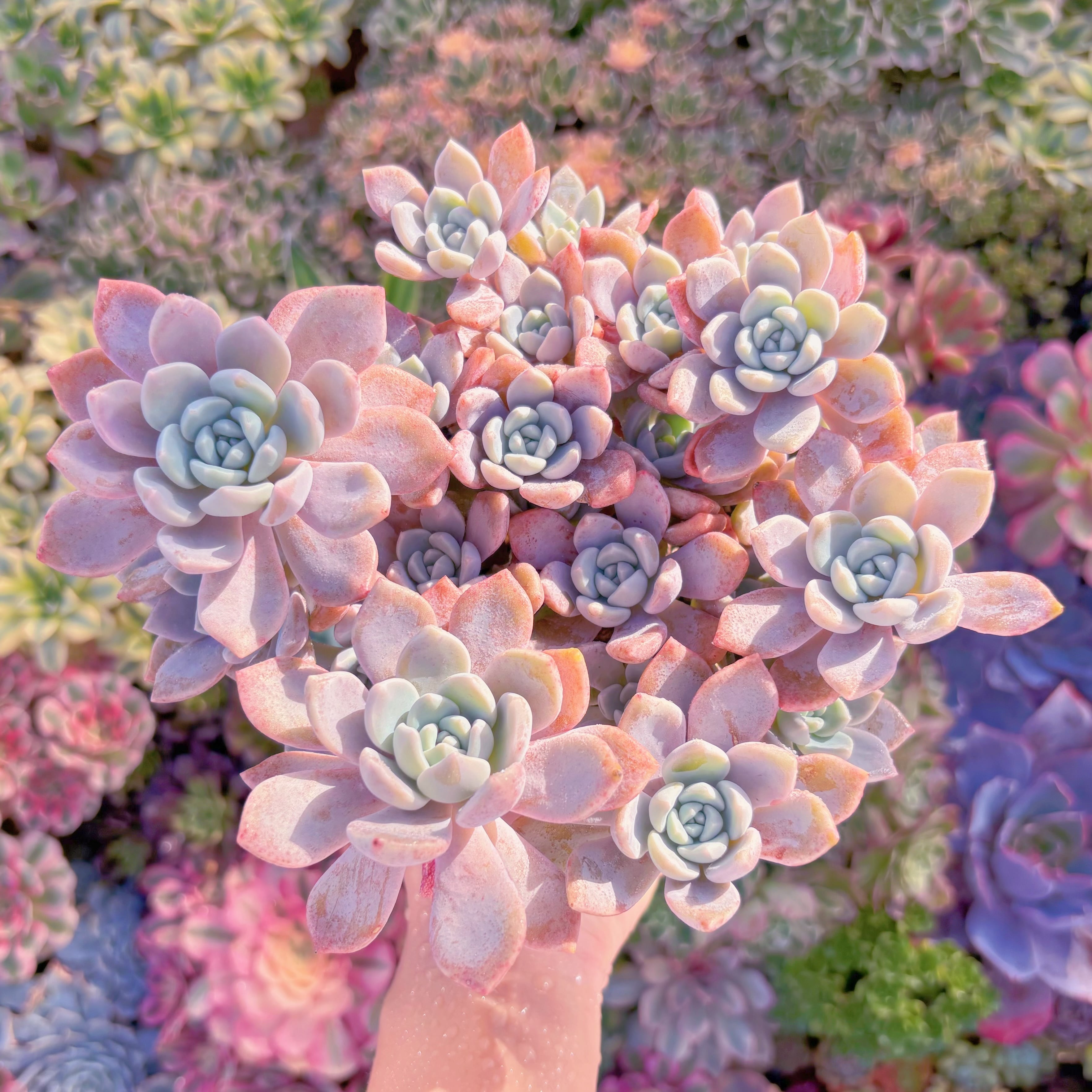 現品　ラウルx洛神#571　特特大群生　美苗　直径約29cm　新入荷　るる農園