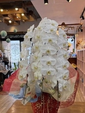 つちやフラワー配送 大輪 胡蝶蘭 鉢植え