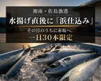 【湘南佐島直送】当日仕込み 極上〆さば「いぶき棒」｜高級さば棒寿司【赤坂一颯】
