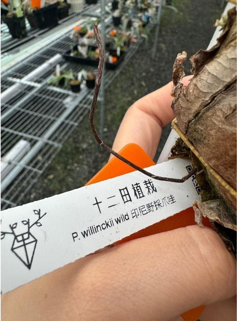 P.Willinckii wild 印尼野採爪哇【artPLANTs/PLANTS GARAGE