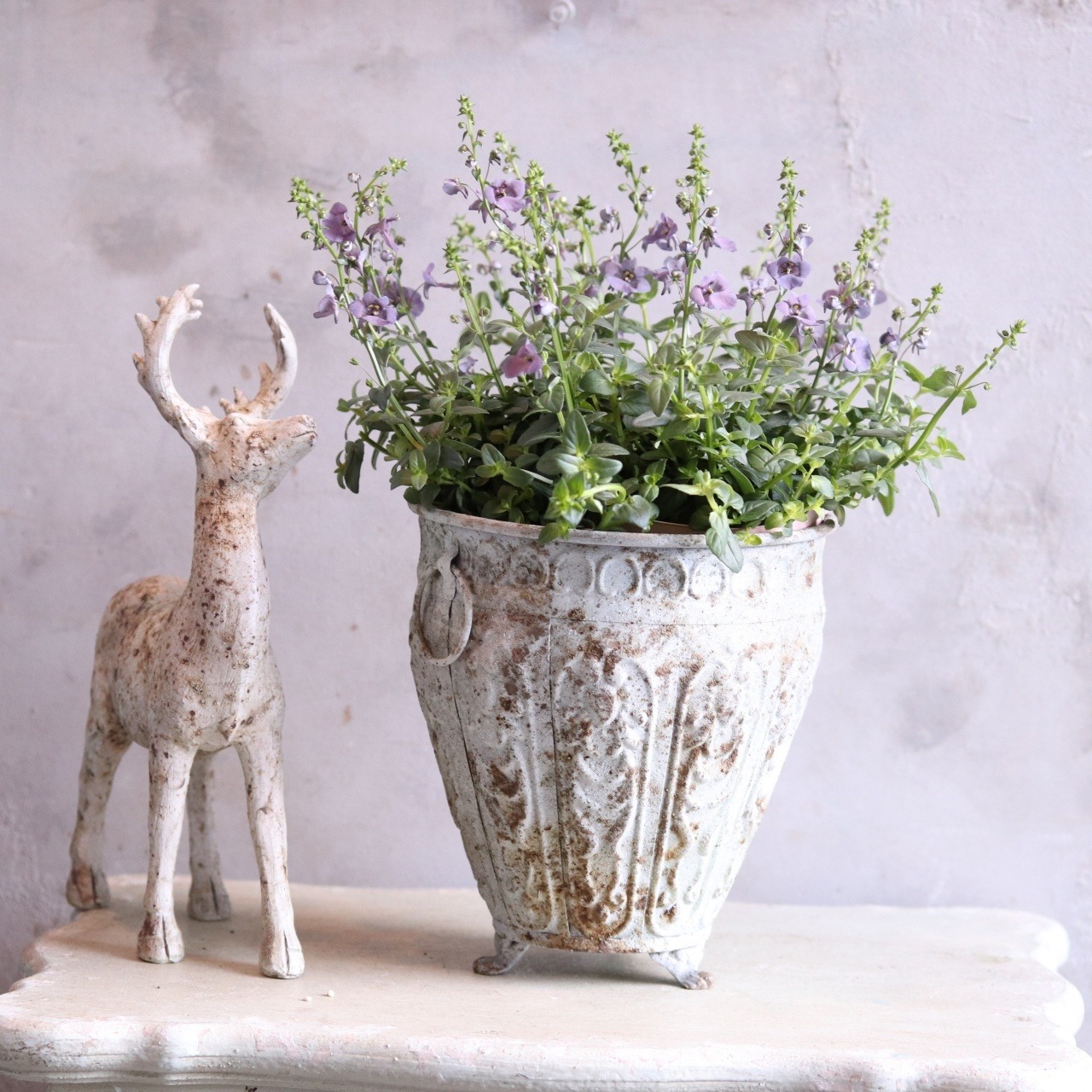 ディアスシアダンス　デニム　ブルーカラーのお花　宿根草　新色　センスアップ　シャビーシックにオススメ