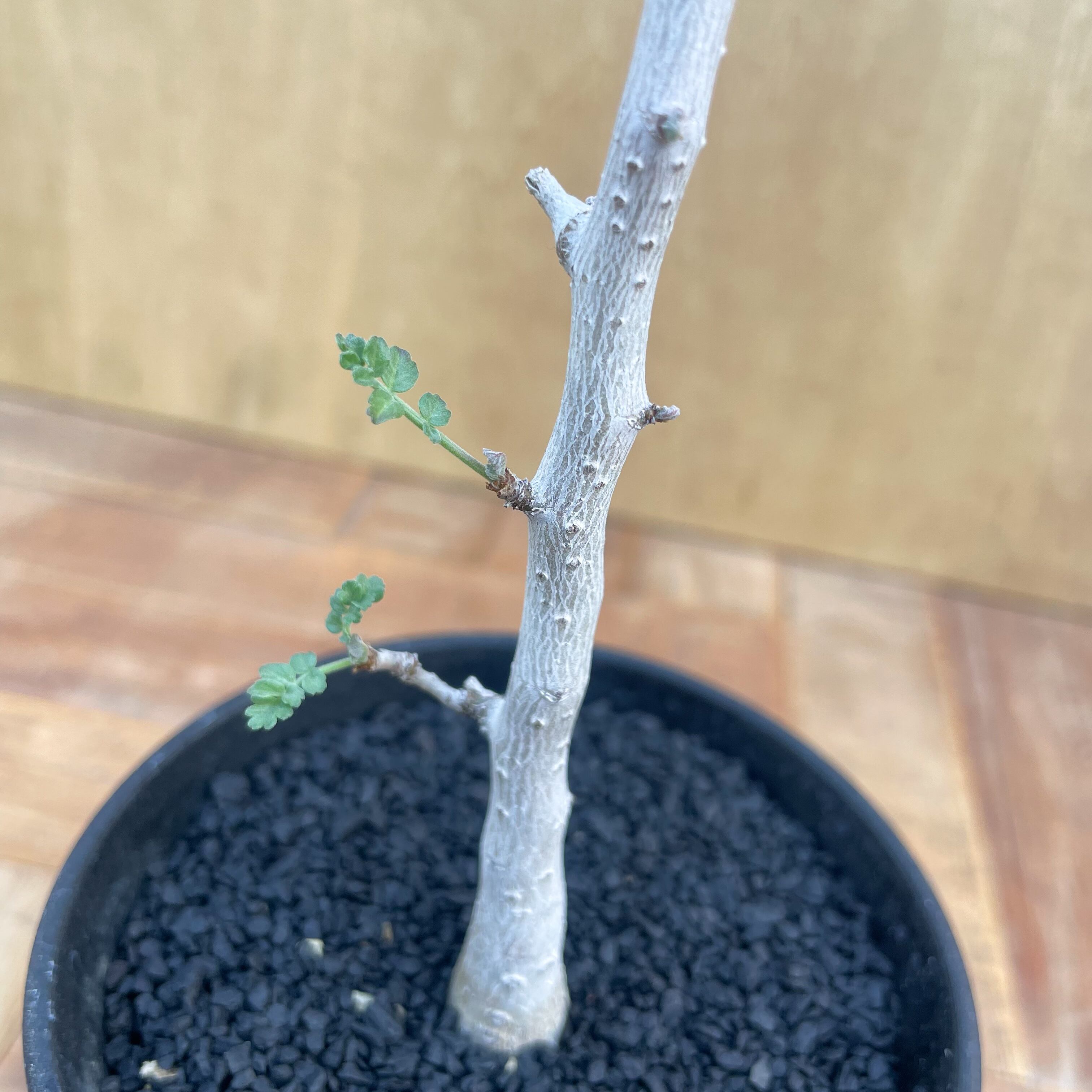 Pachycormus discolor【パキコルムス・象の木・実生】 | RIMO'S GREEN