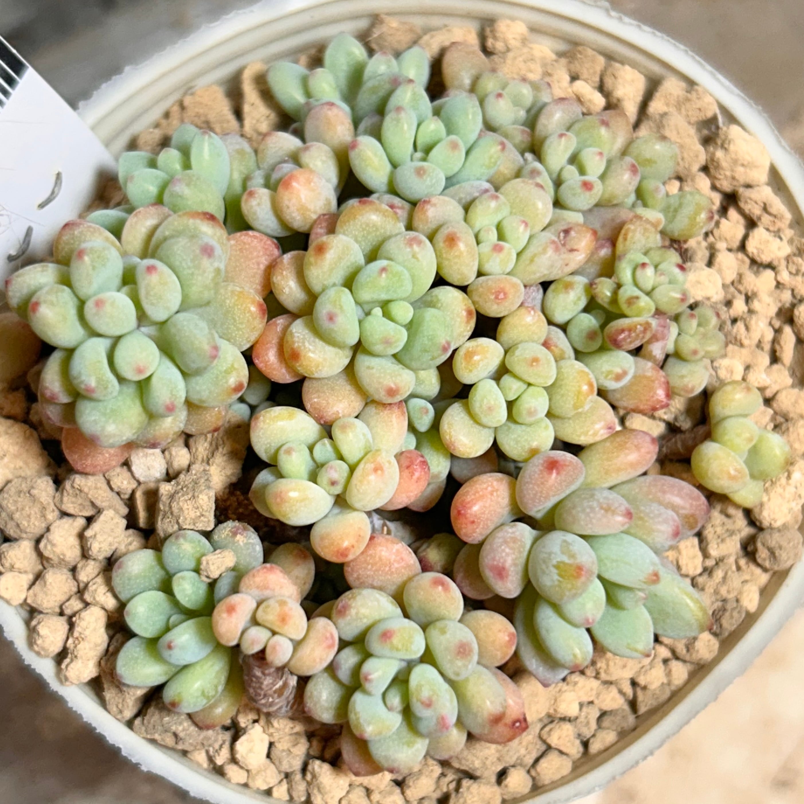 綾*鷹様 多肉植物新春セット（6点セット） 多肉植物デビューセット KN169-001 - 鹿児島県鹿屋市｜ふるさと