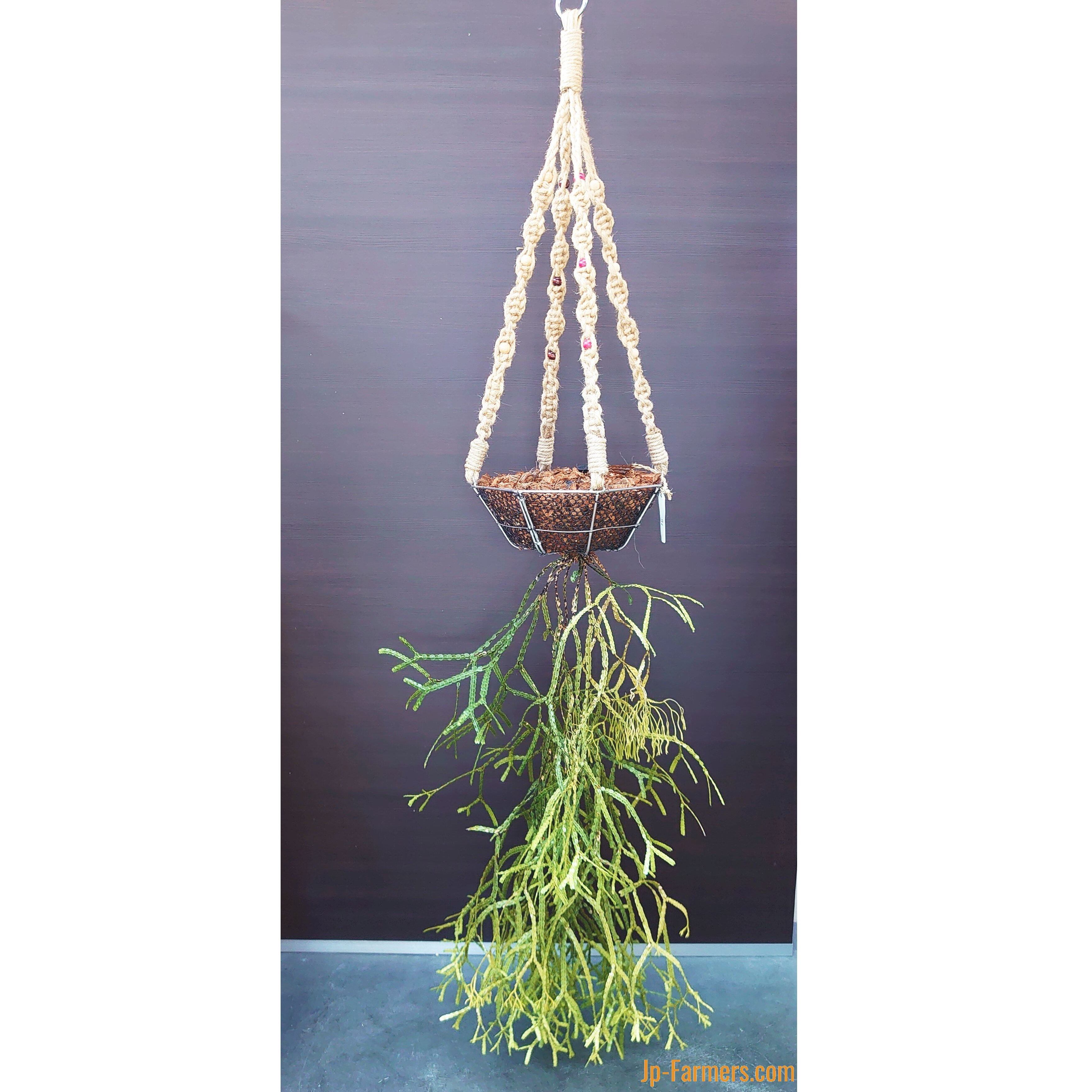 フぺルジア リコポディウム ヌンムラリフォリウム 観葉植物 ハンギング ハンガーセット Jp Farmers Com