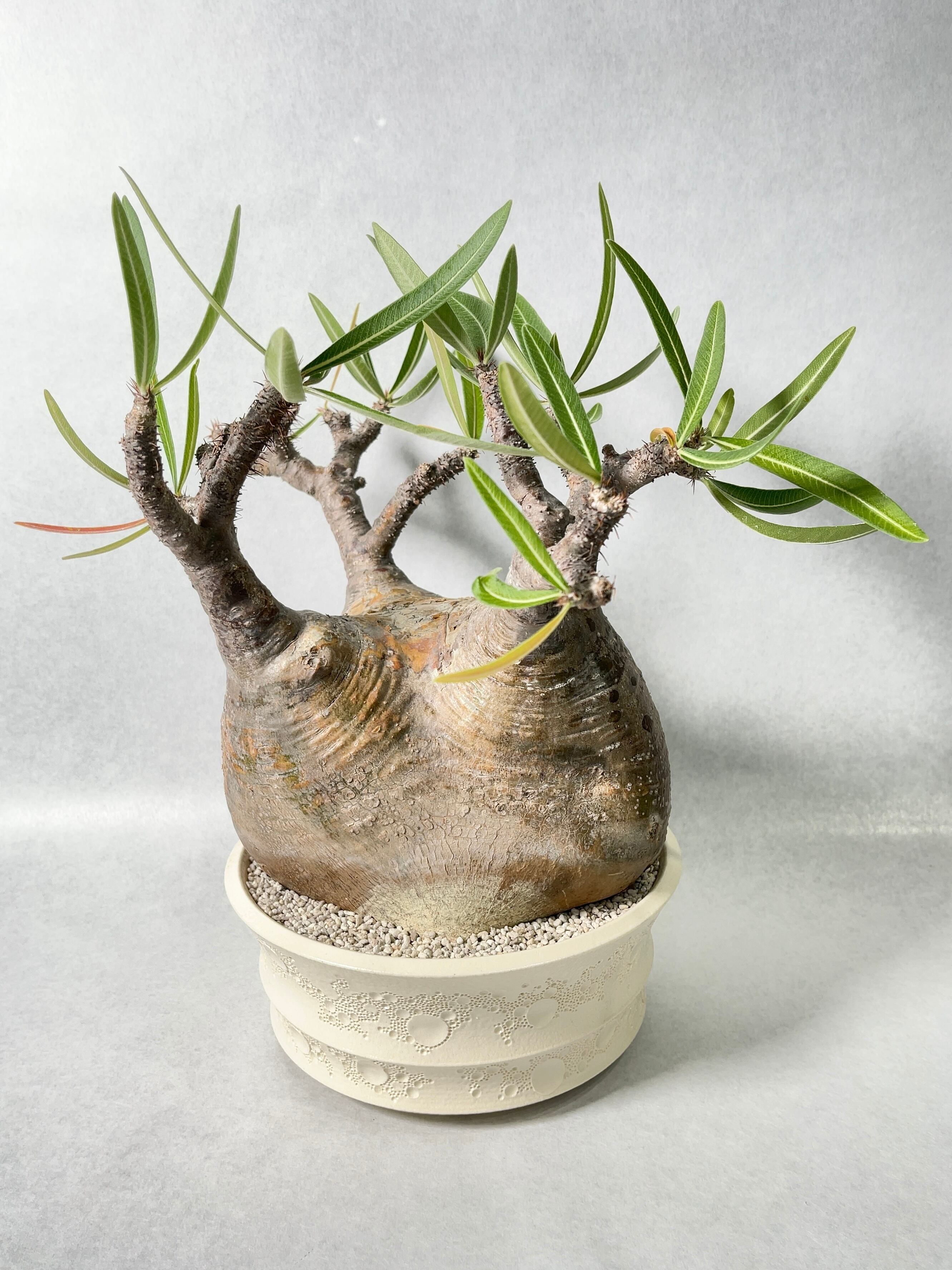 パキポディウム・グラキリス | trigger