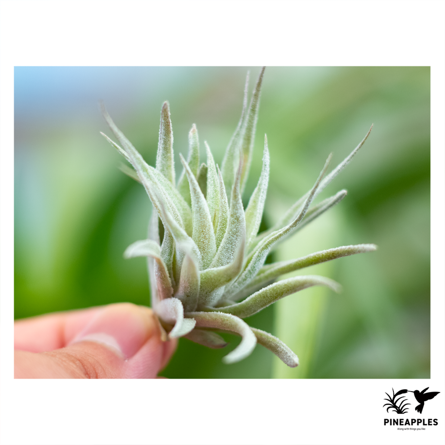 Tillandsia gardneri var. rupicola x sprengeliana | PINEAPPLES