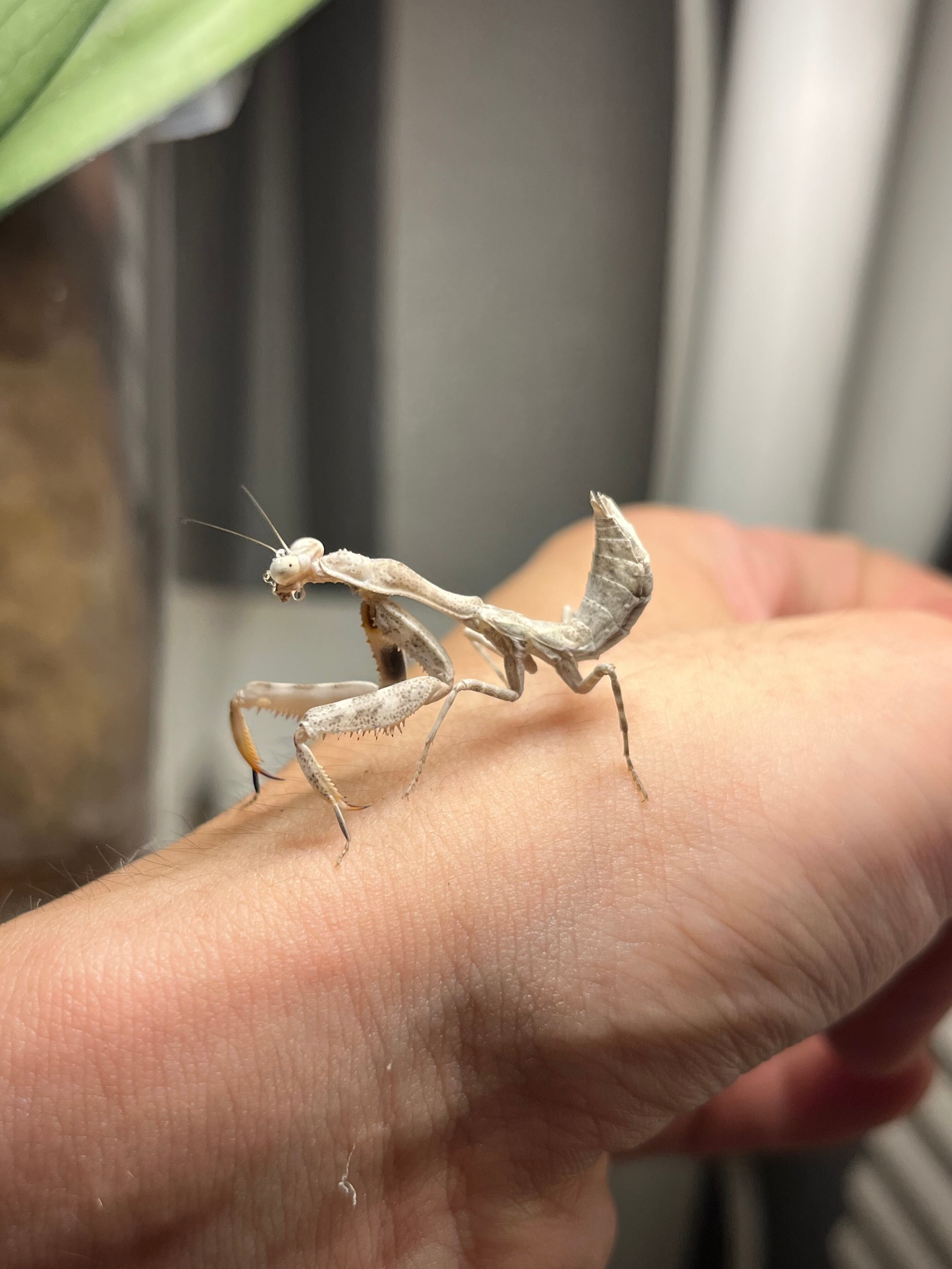 ペア】シリアゲカマキリ 全長3cm程 マンティスムカデセンチピード
