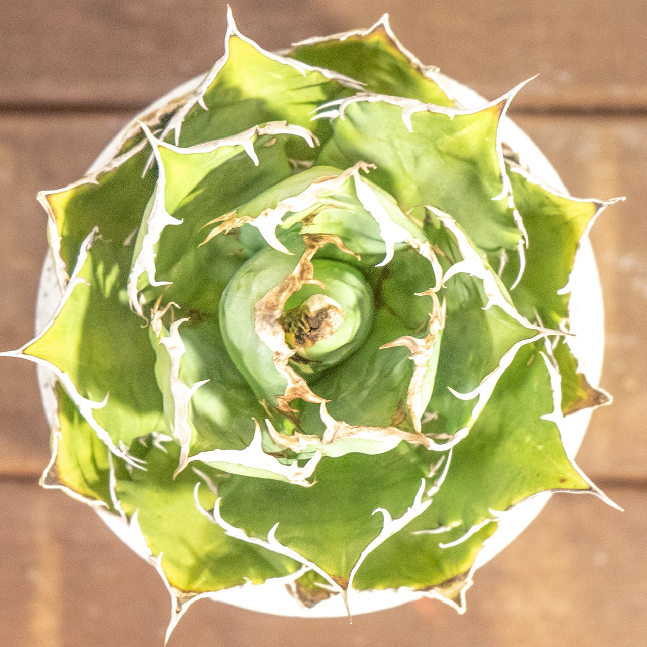 鋭い棘と力強いフォルムが魅力のアガベ・シロアリ（FO-76）。無骨な質感が映える手づくりモルタル鉢。根腐れを防ぐ独自配合の用土｜虫発生抑制（全国一律送料850円）