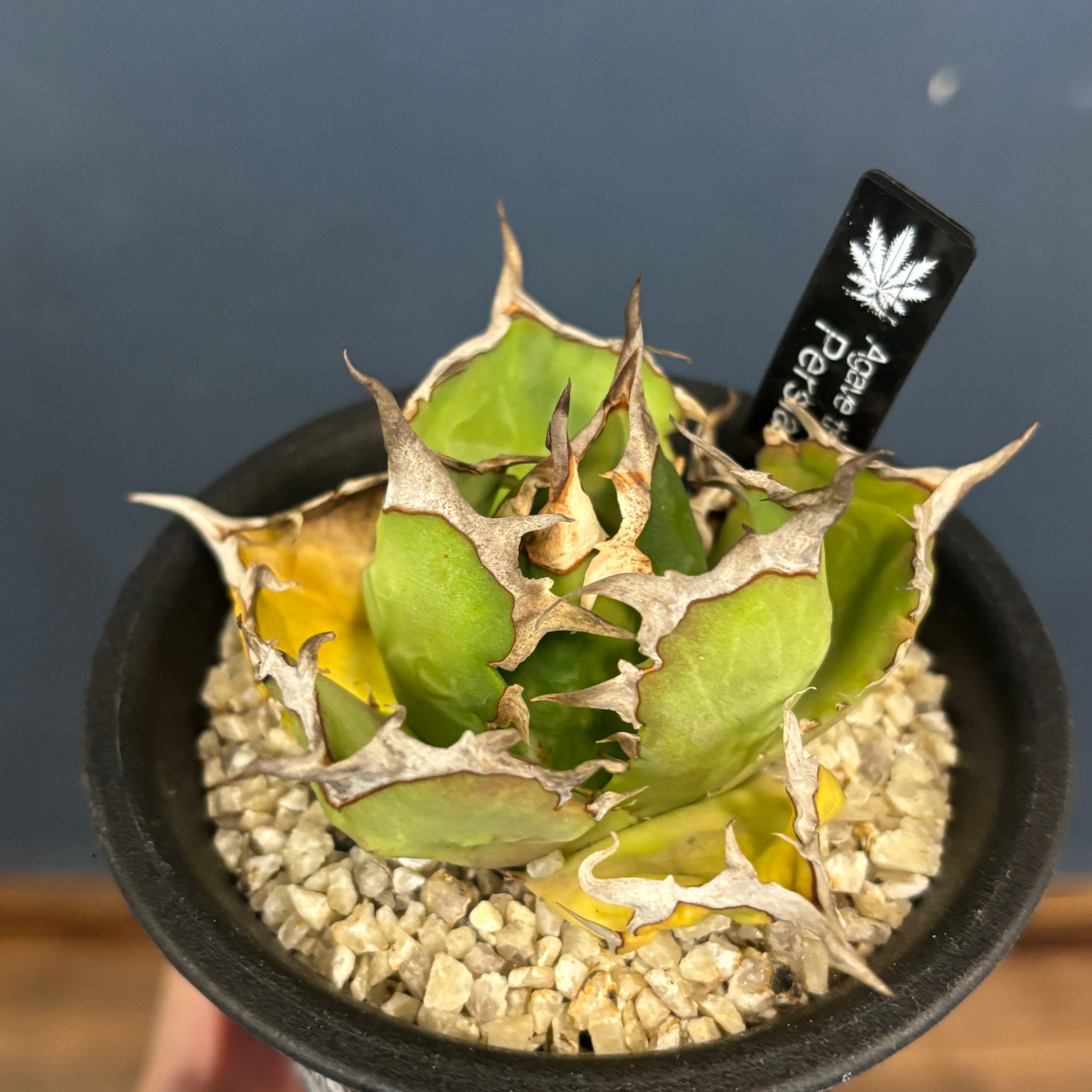 現品】2026年 CHAMさんアガベ イラン株福袋 20,000円 | PROTOLEAF