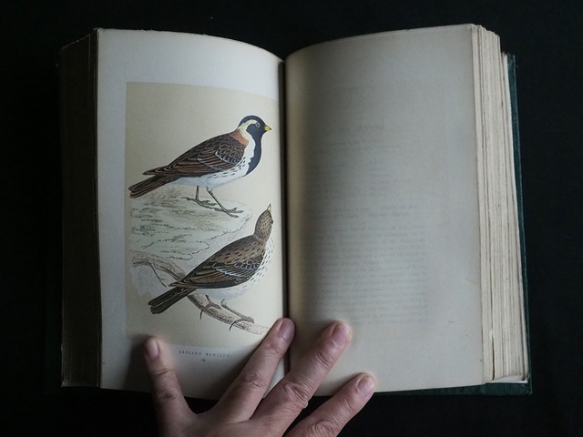 鳥の博物誌　HISTORY OF BRITHSH BIRDS